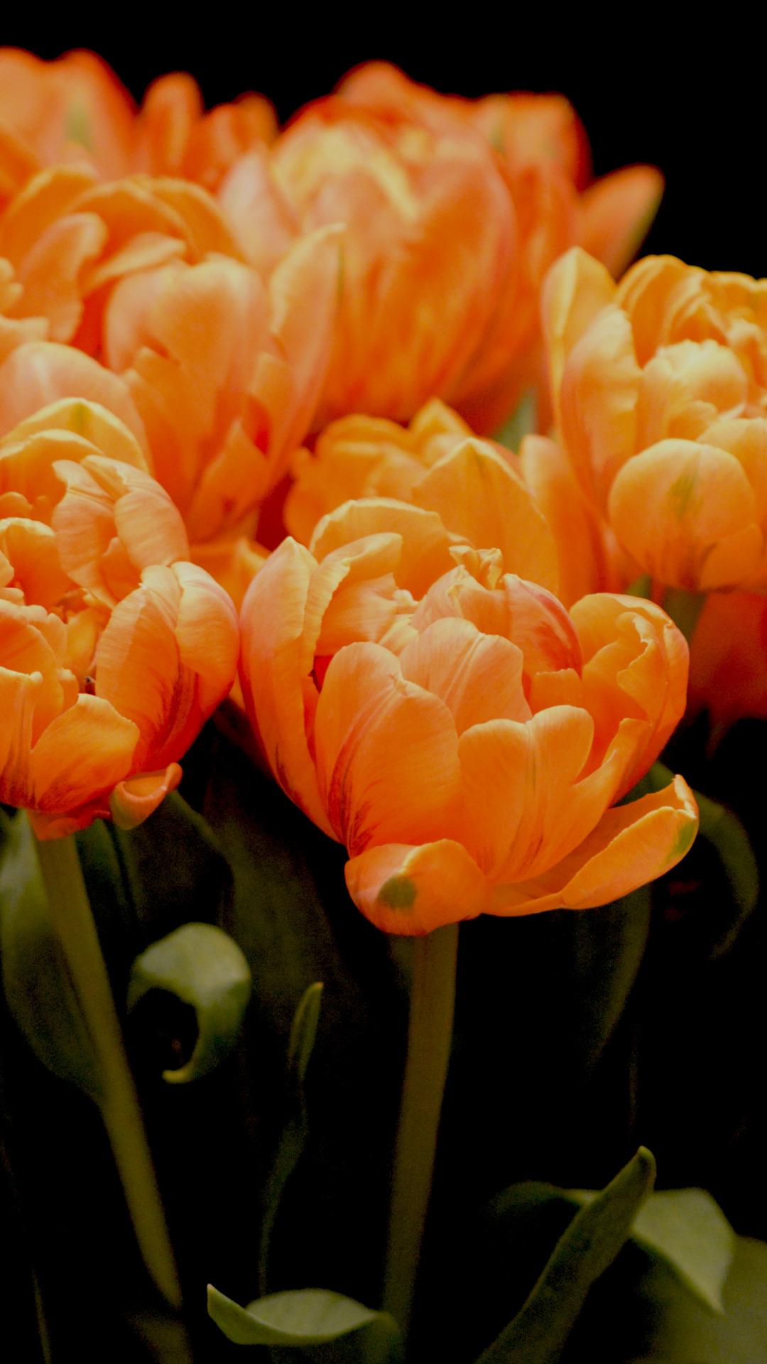 1080x1920 Tulips iPhone Wallpaper