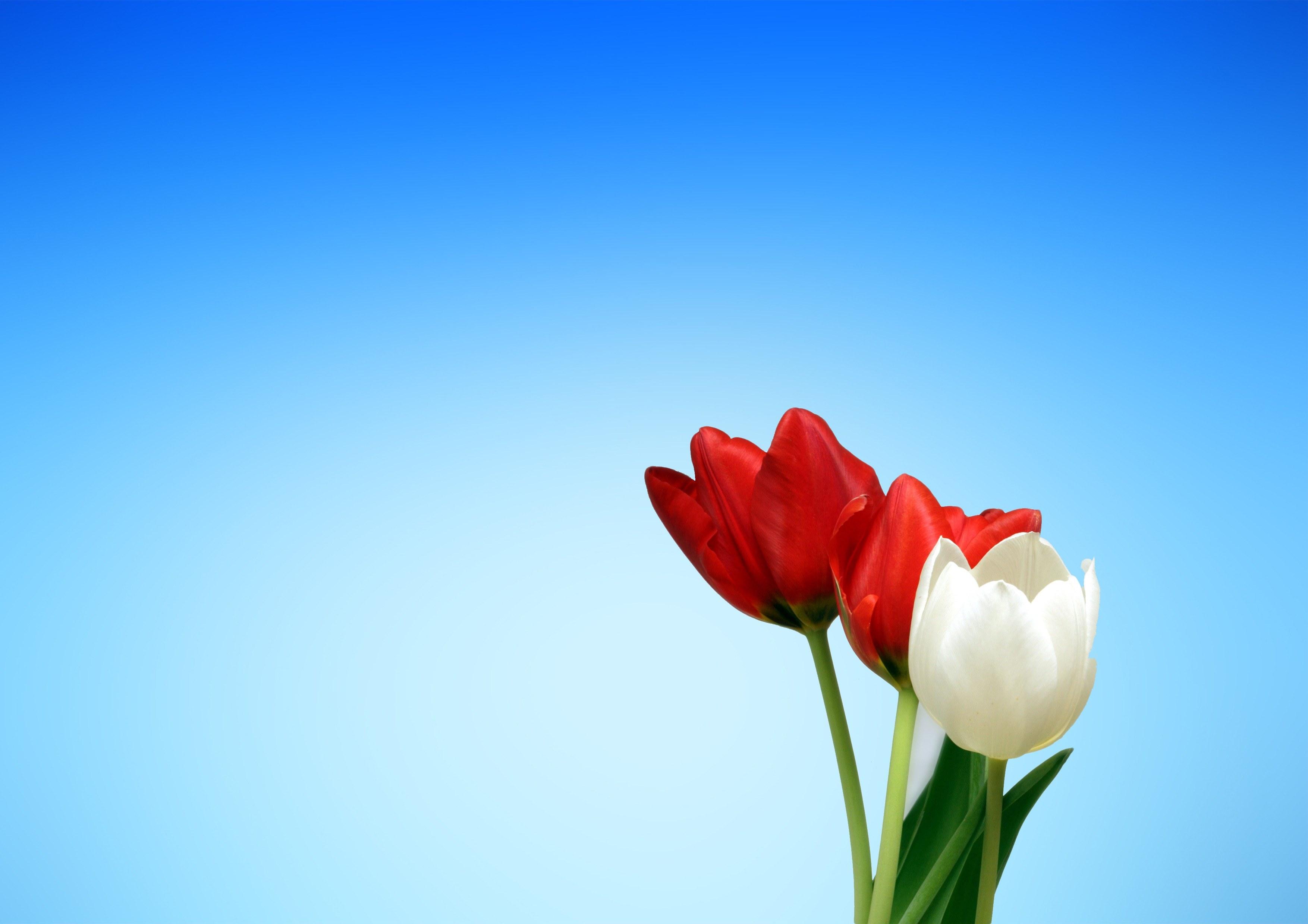 3508x2480 Wallpaper / tulips red white spring aesthetics aesthetic 4k wallpaper free download