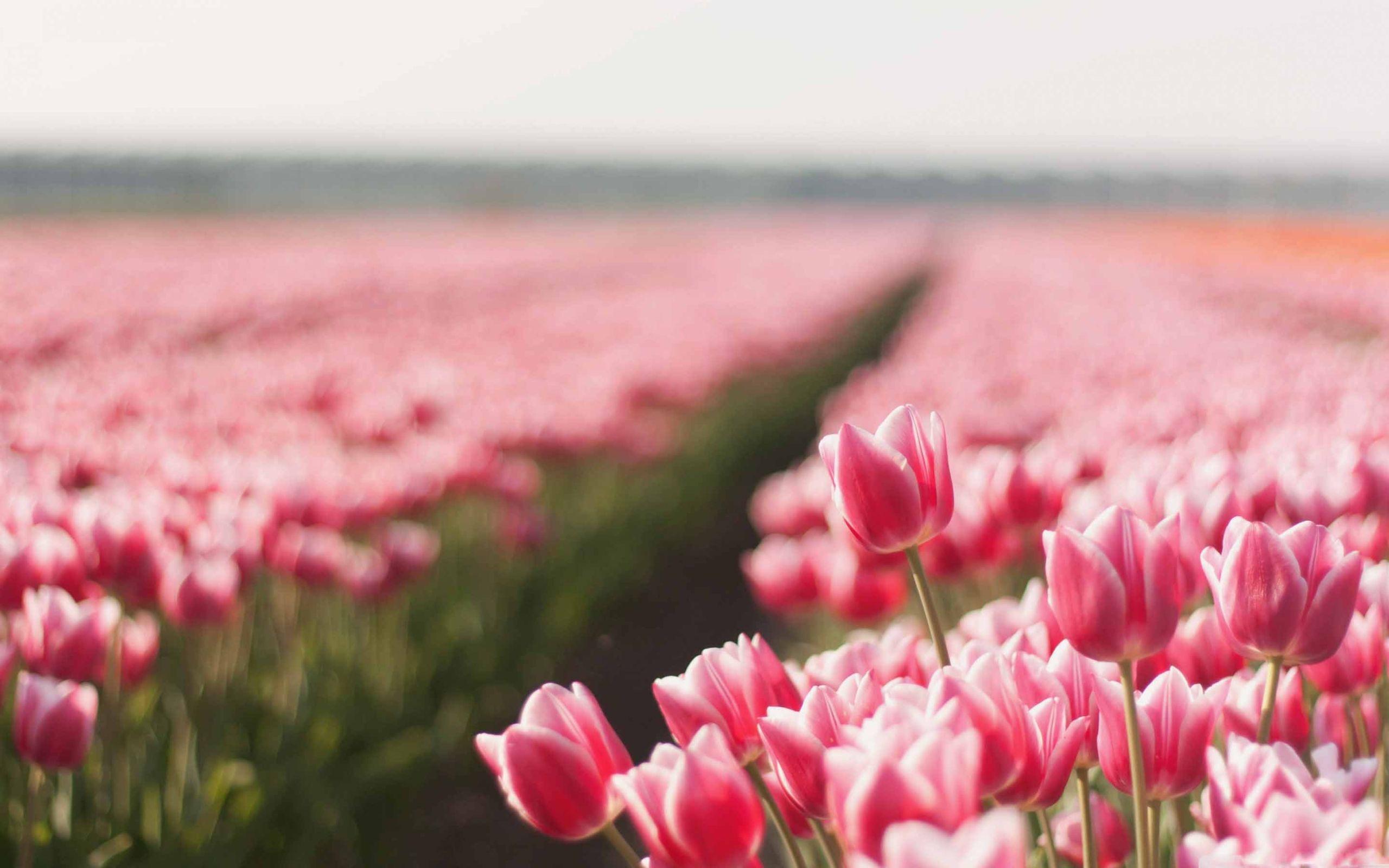 2560x1600 Tulips MacBook Wallpaper