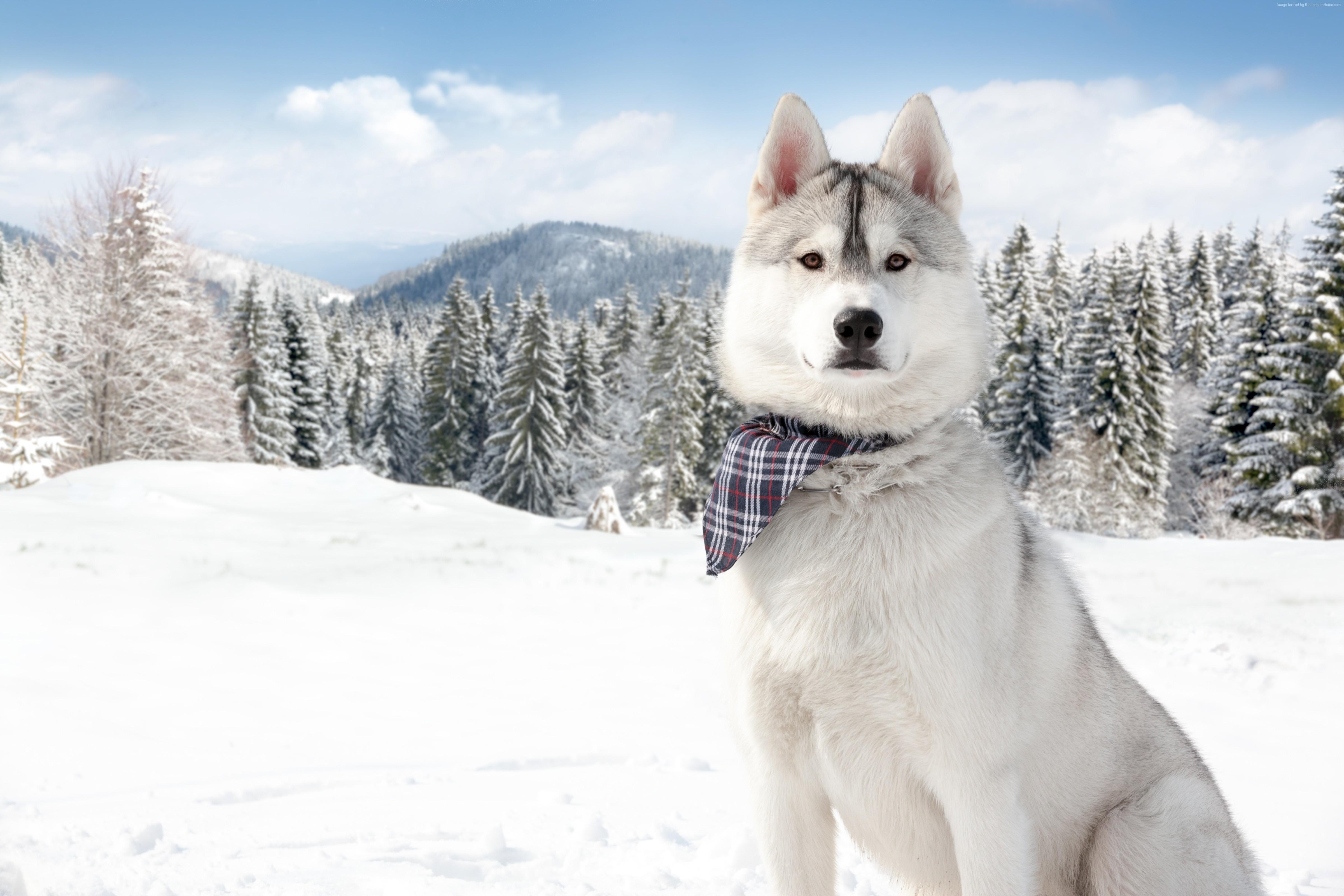 4800x3200 animal, white, Huskies, puppy, winter, forest, pet, , Dog, snow Gallery HD Wallpaper