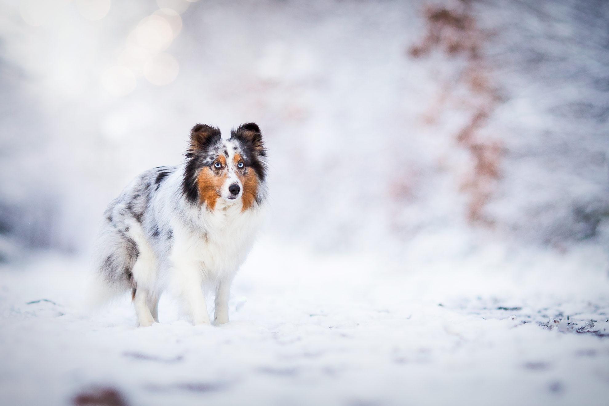1980x1320 My Winter Dogs HD Wallpaper New Tab Theme