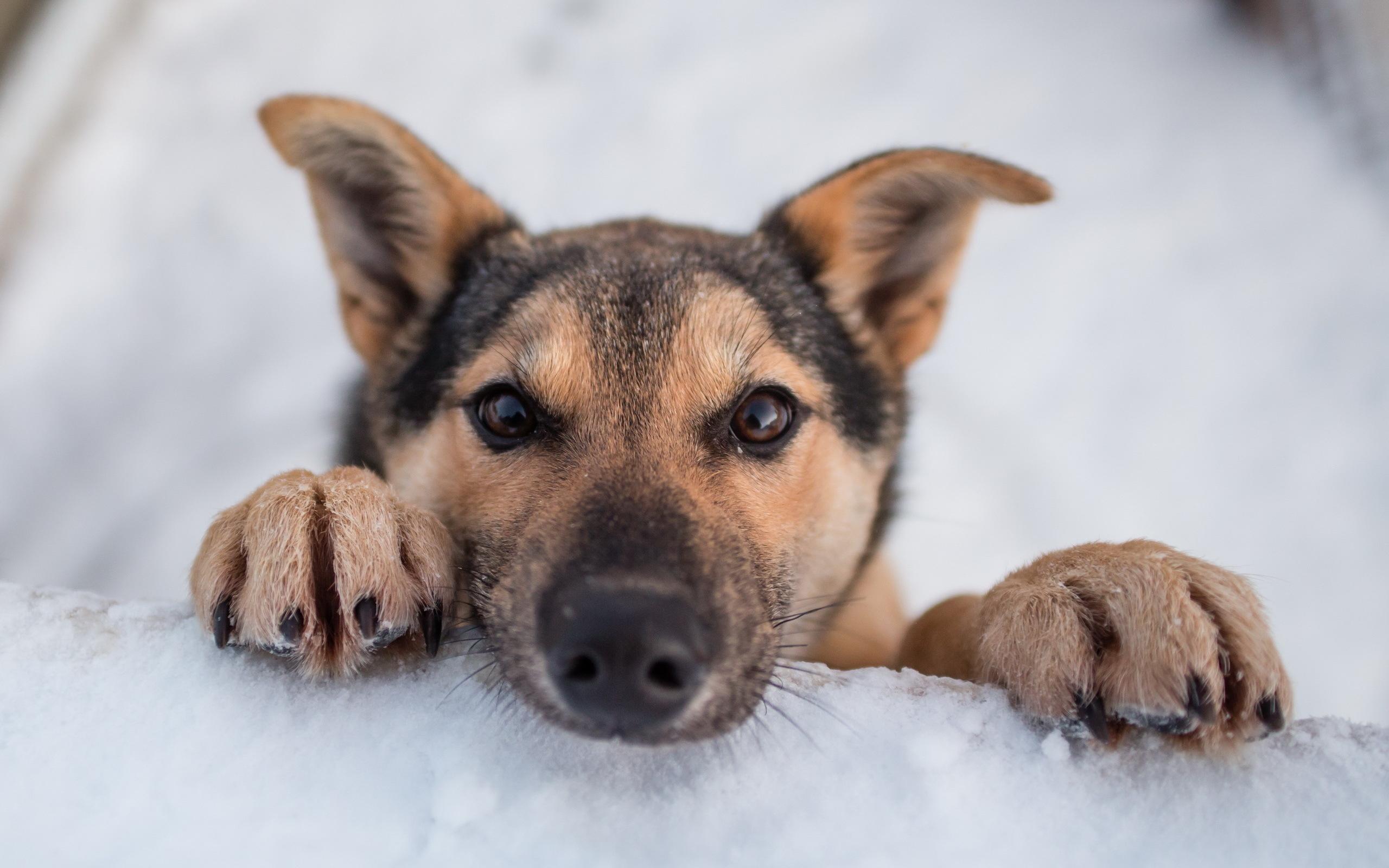 2560x1600 puppies, Dogs, Puppy, Winter, Snow Wallpaper HD / Desktop and Mobile Background