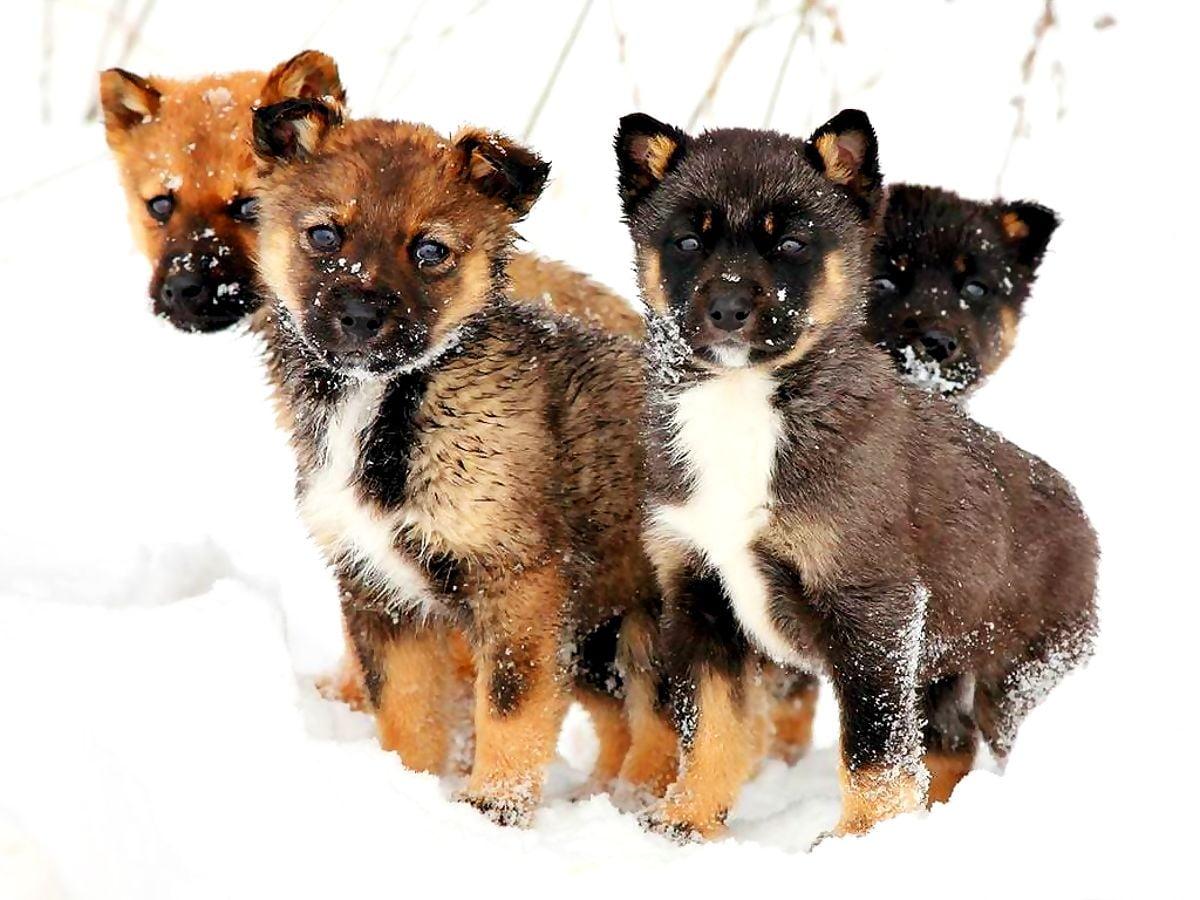 1200x900 Background image Dogs, Snow, Puppies. FREE Download image