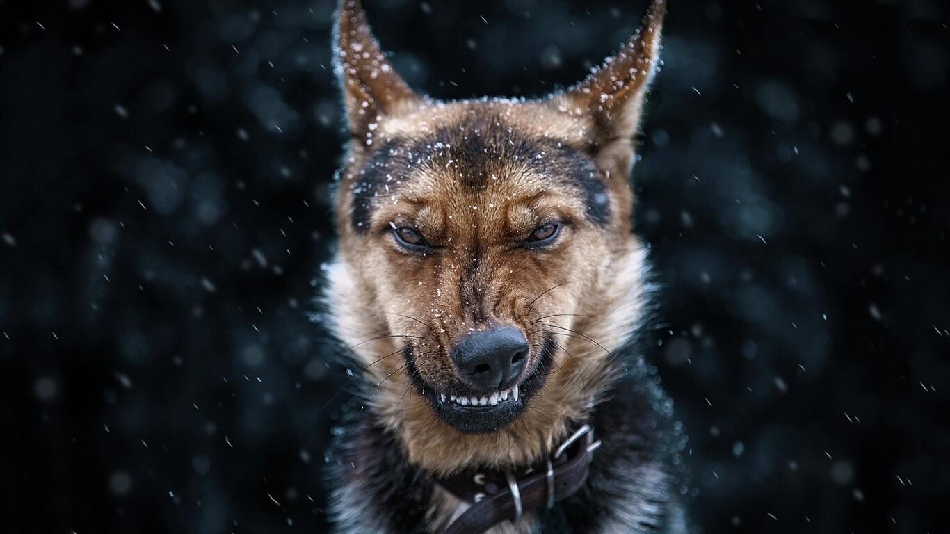 1366x768 Dog In Snow 1366x768 Resolution HD 4k Wallpaper, Image, Background, Photo and Picture