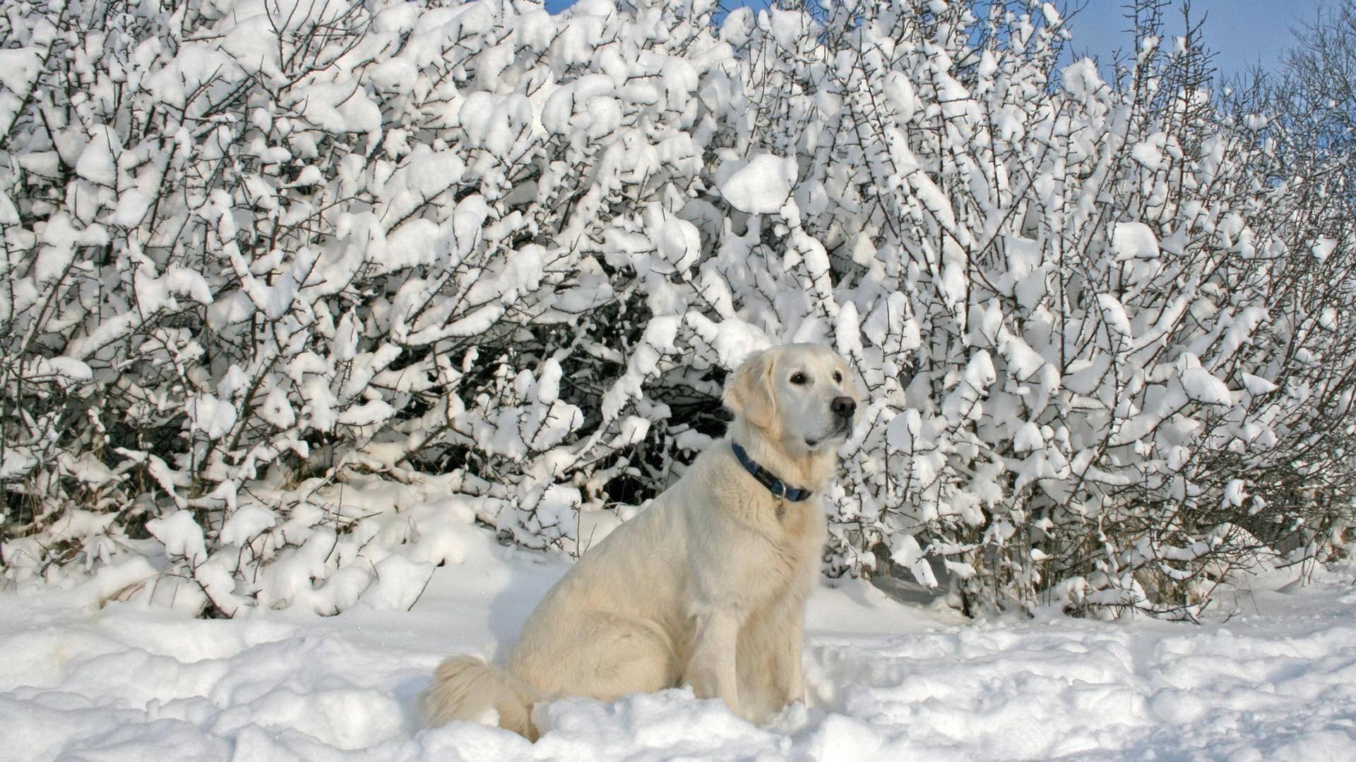 1920x1080 Download Labrador Dog In Winter Wallpaper