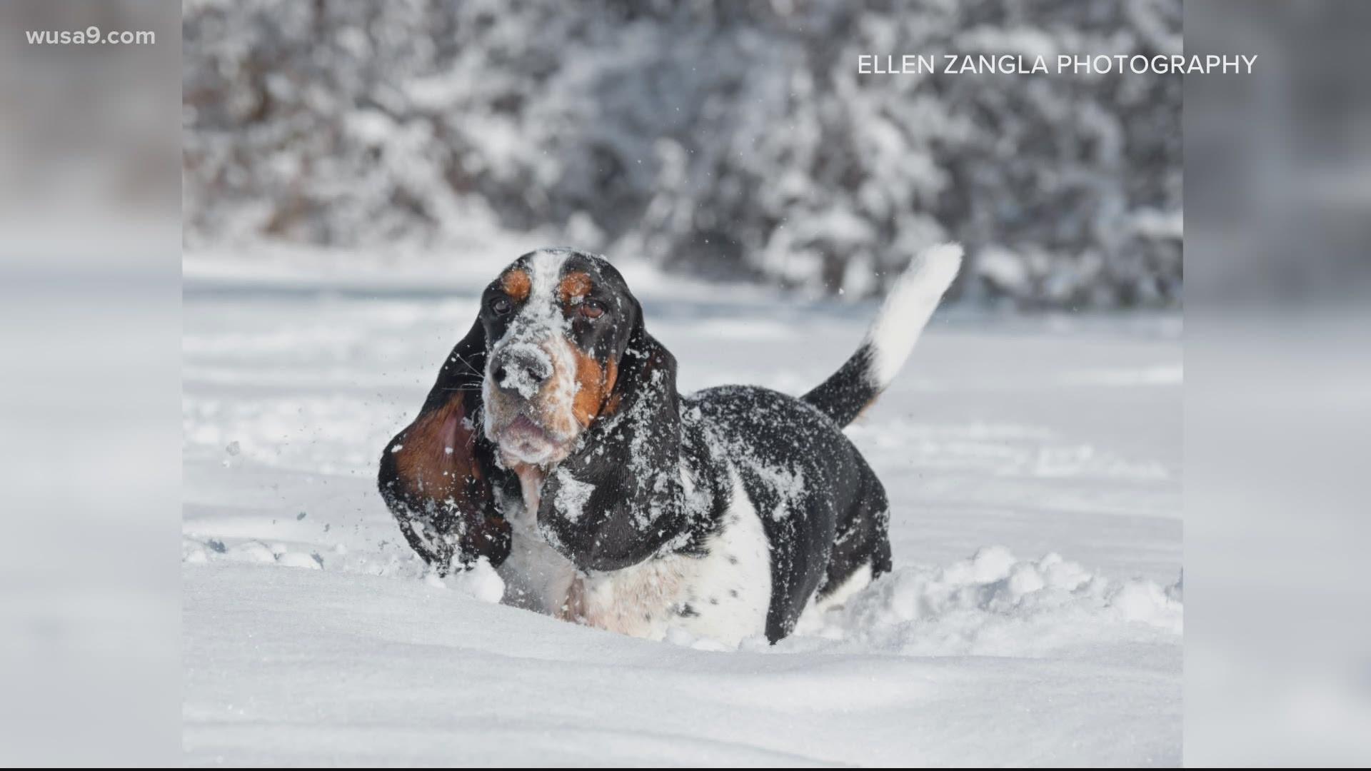 1920x1080 Photos of dogs in the snow are getting us uplifted