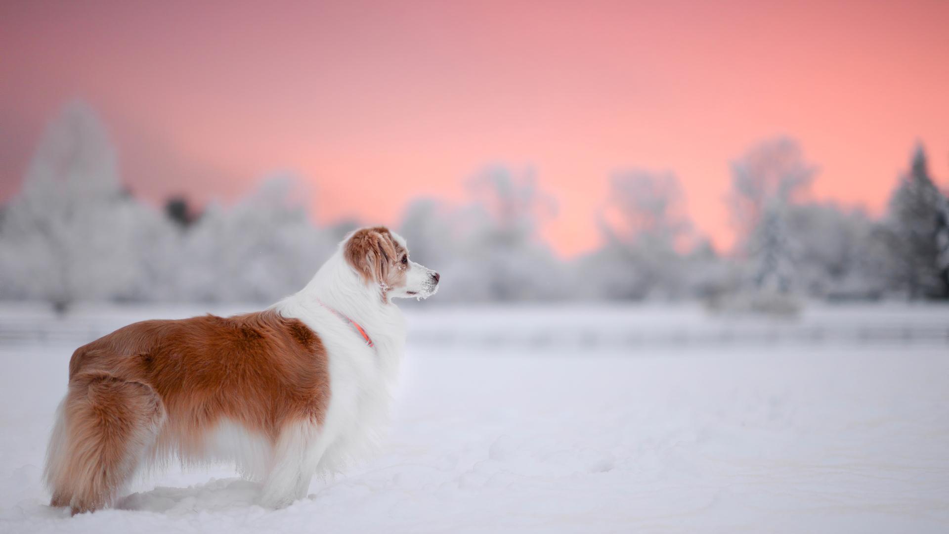 1920x1080 Dog Snow 4k Laptop Full HD 1080P HD 4k Wallpaper, Image, Background, Photo and Picture