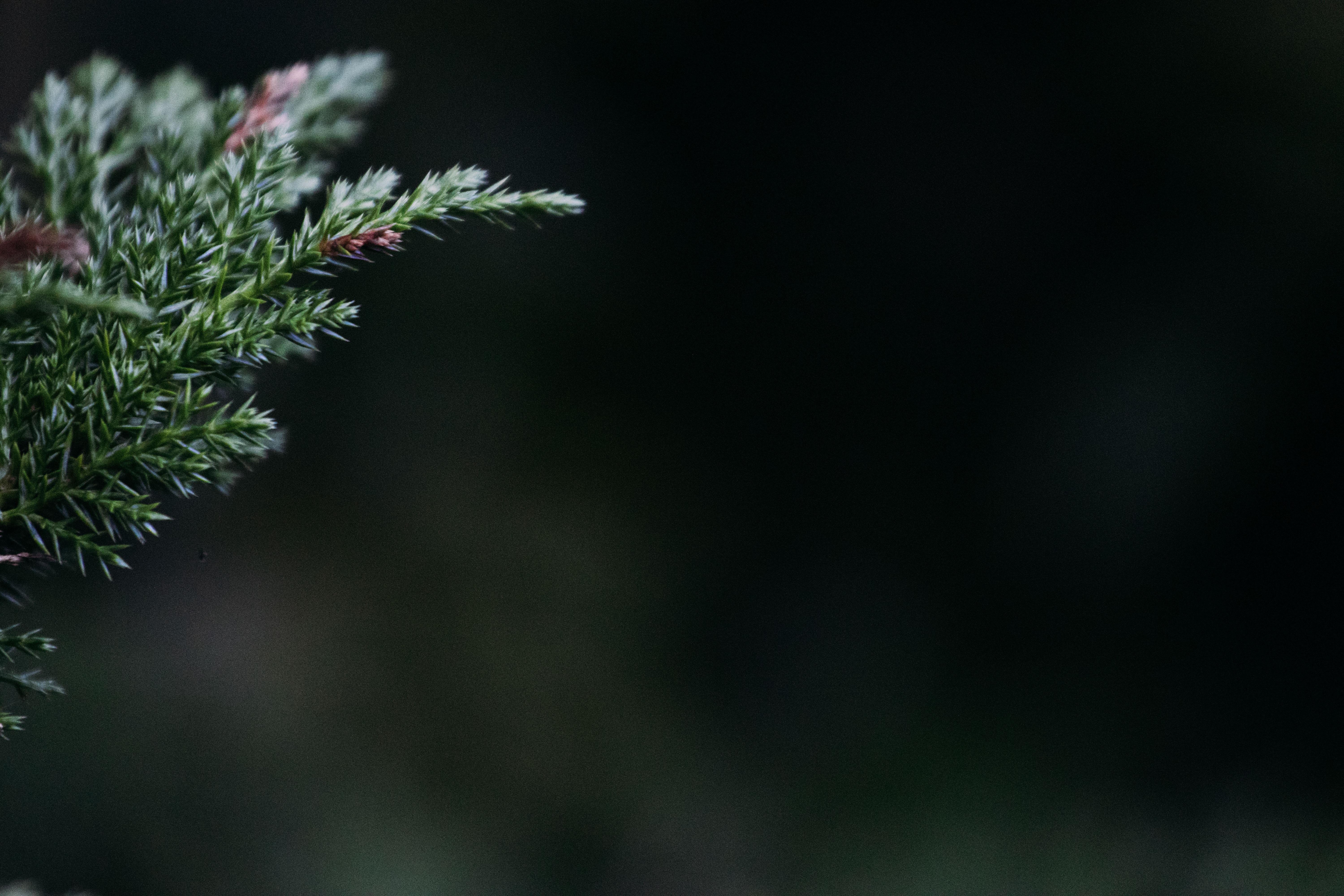 6000x4000 6000x4000 branch, dop, pine, christmas wallpaper, foreground, christmas background, Public domain image, dark, leaf, spruce, tree, wallpaper, frame, black Gallery HD Wallpaper