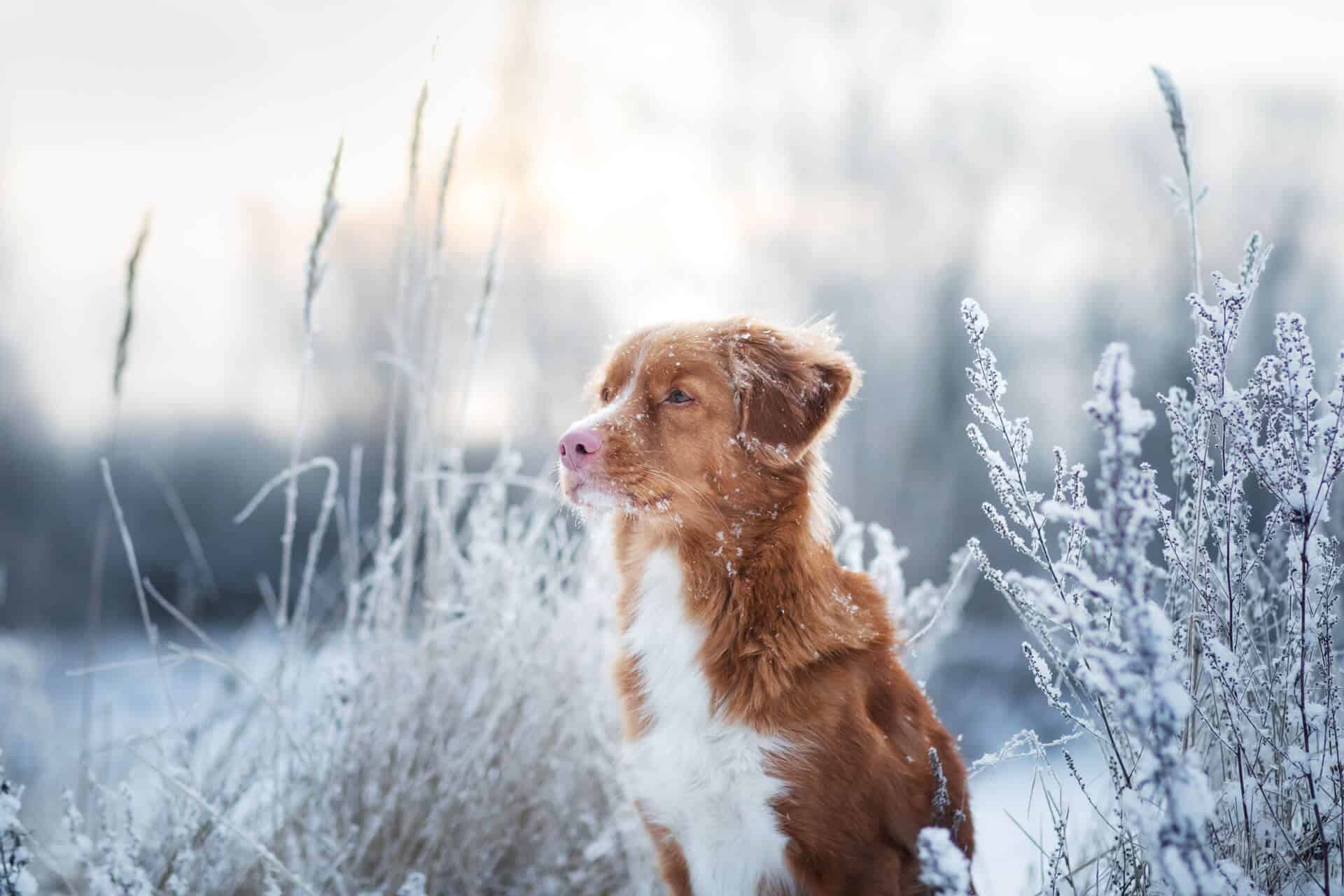 1920x1280 Keep your dog entertained indoors this winter!