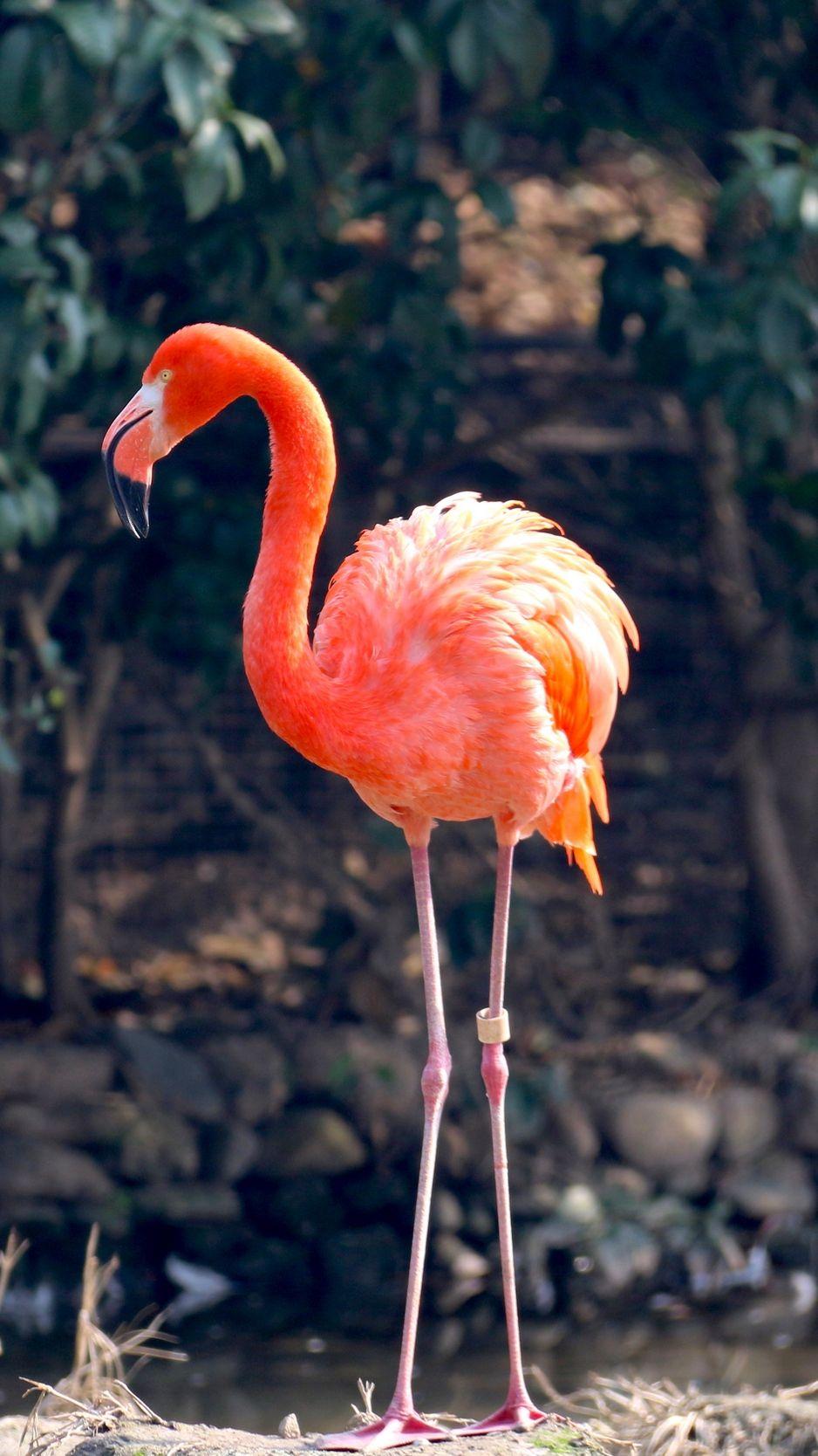 938x1668 Download Wallpaper 938x1668 Flamingo, Bird, Color Iphone 8 7 6s 6