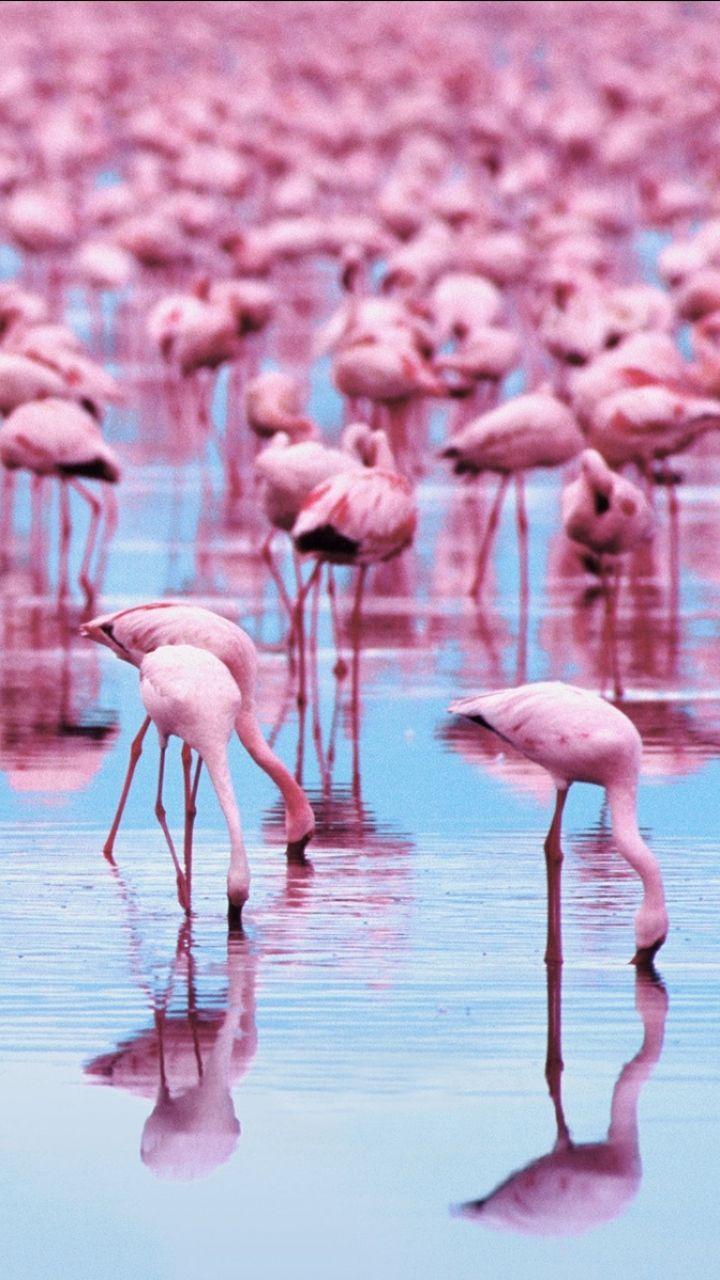 Flamingo iPhone Wallpapers - Top Free Flamingo iPhone Backgrounds ...