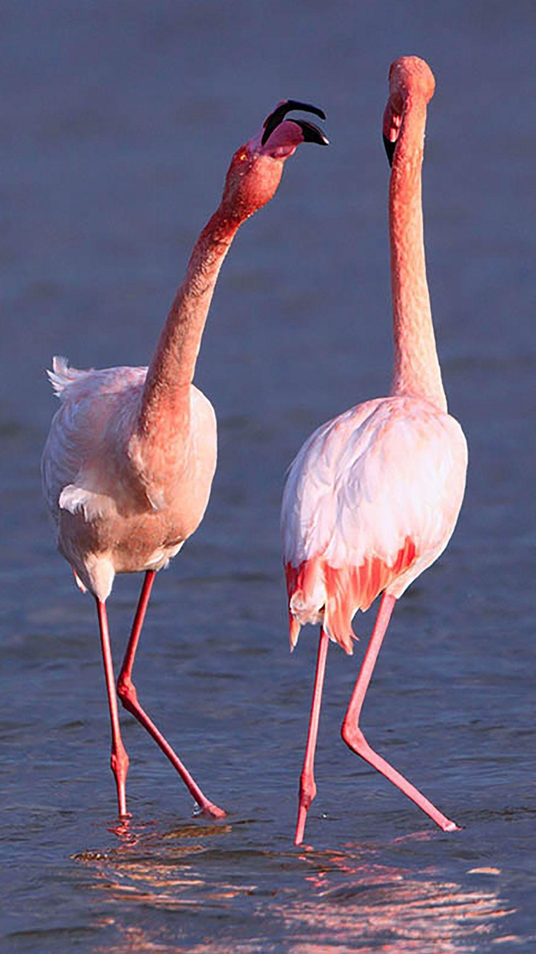 1080x1920 Camargue Rose Flamingo iPhone 8 Wallpaper Download. iPhone