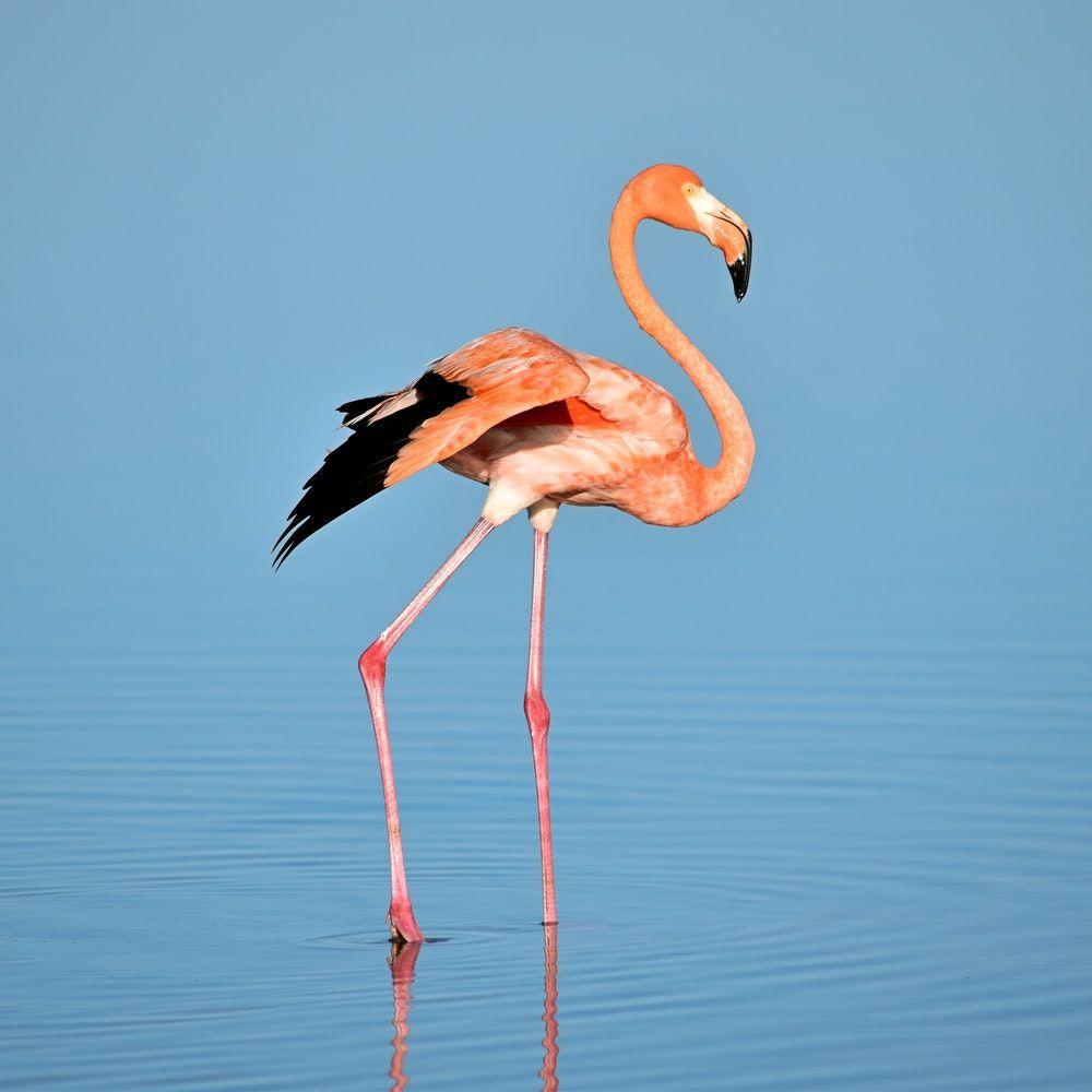 Flamingo iPhone Wallpapers - Top Free Flamingo iPhone Backgrounds