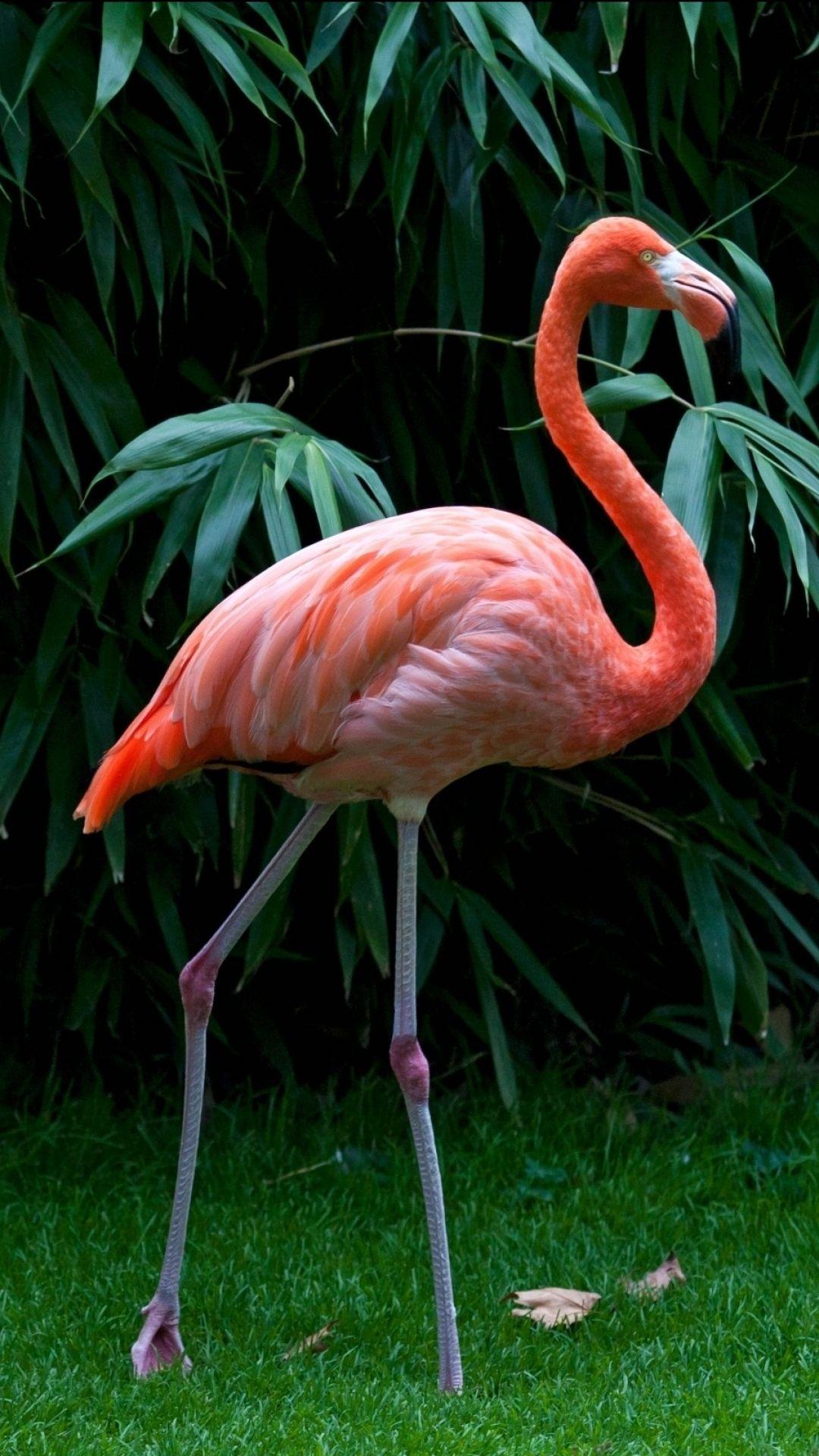 1080x1920 Animal Flamingo (1080x1920) Wallpaper
