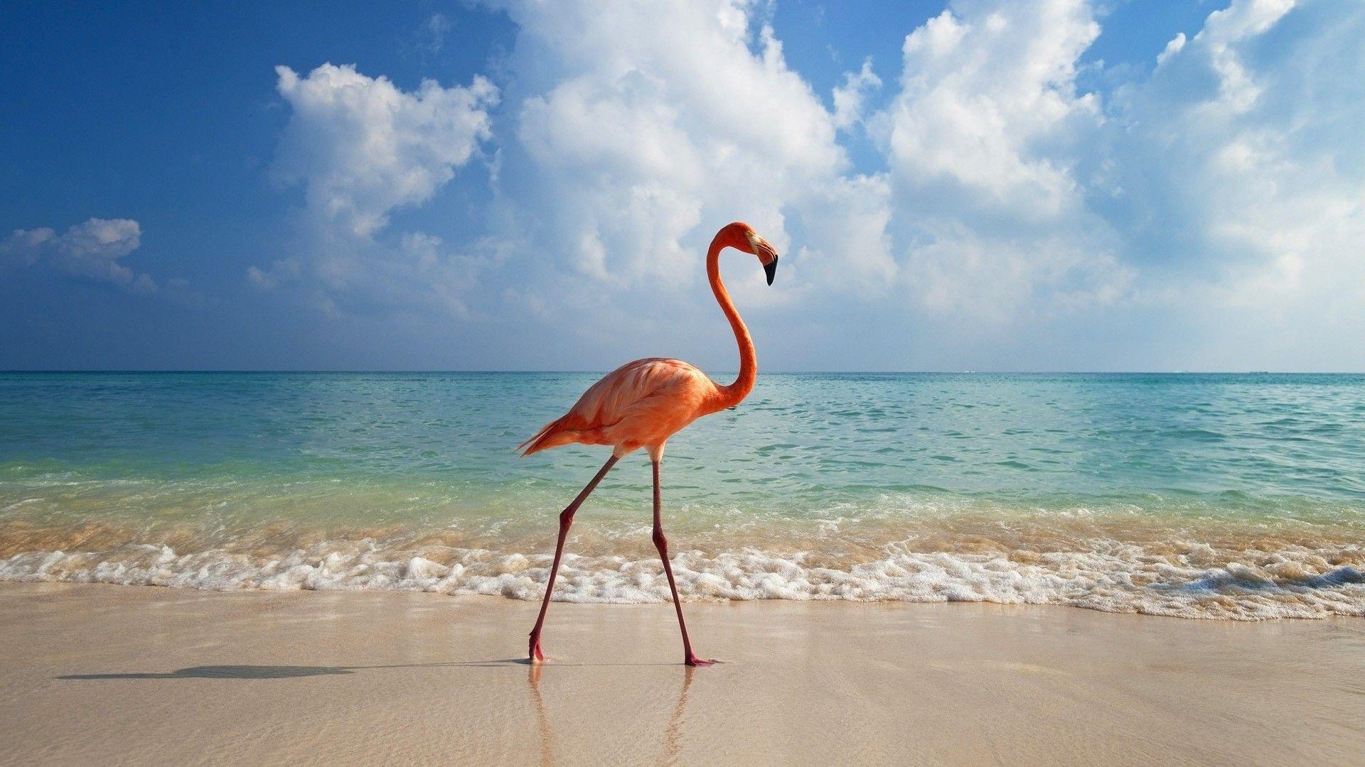 1920x1080 Pink flamingos on the beach. iPhone wallpaper for free