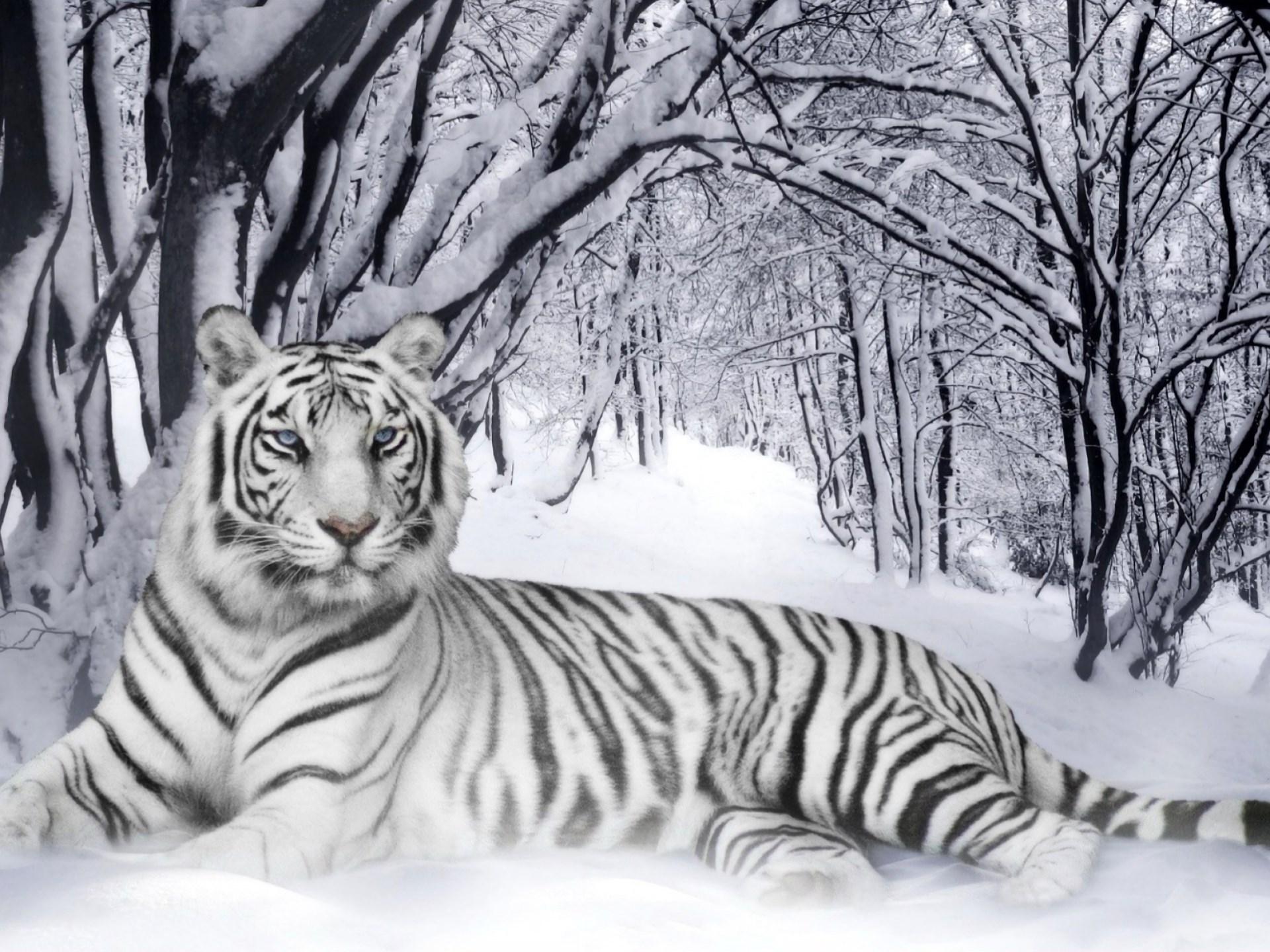 1920x1440 1920x1440 free high resolution wallpaper white tiger Gallery HD Wallpaper