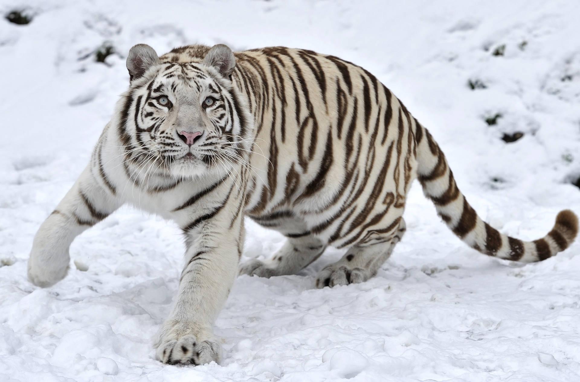 1920x1264 Download Tiger Wallpaper