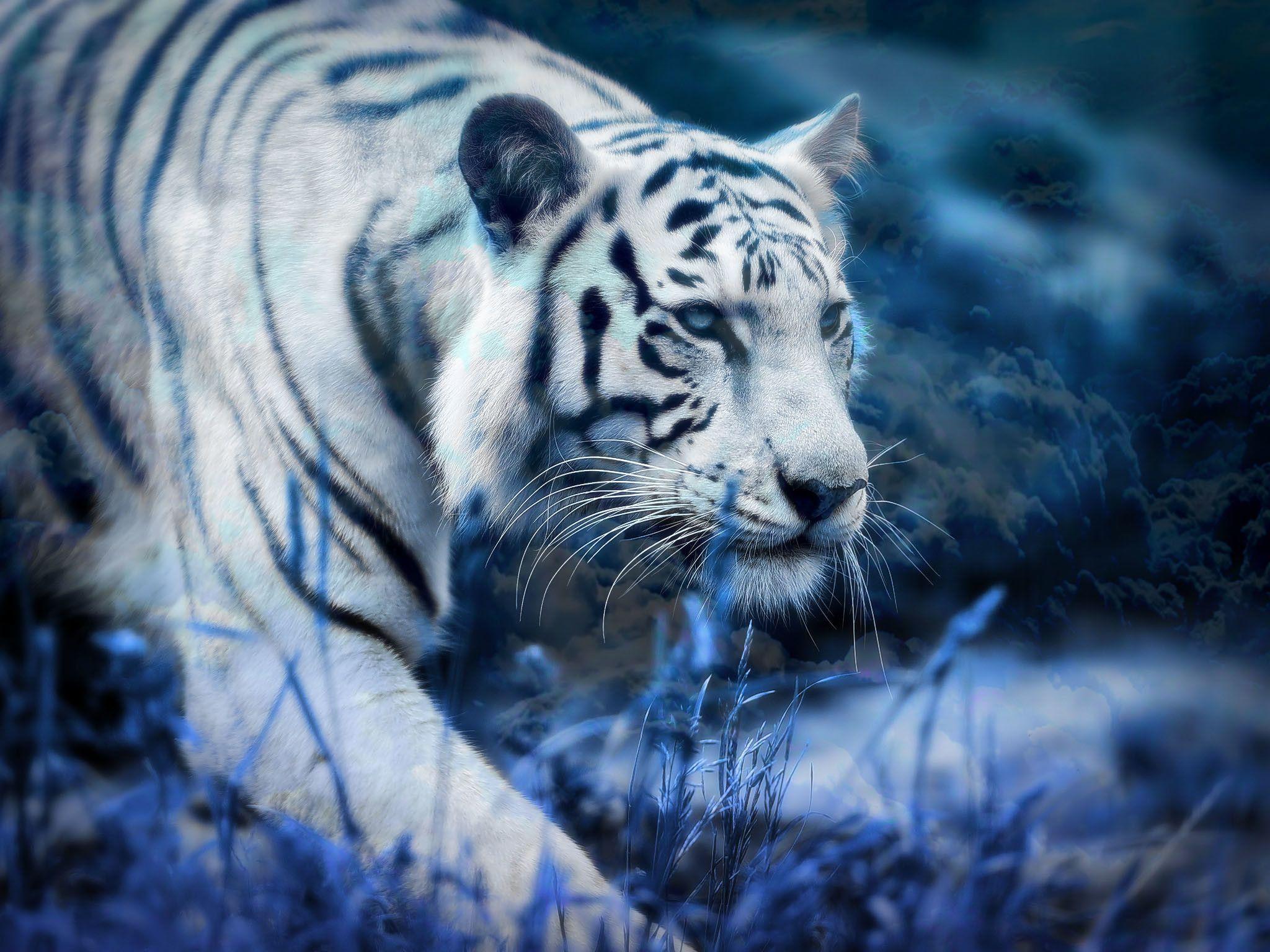 2048x1536 White Tiger HD Wallpaper High Quality
