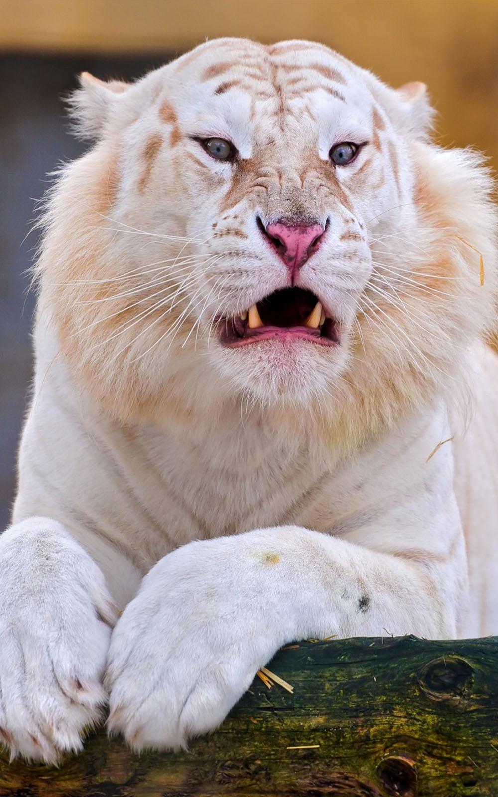 1000x1600 Rare Snow White Tiger Free HD Mobile Wallpaper