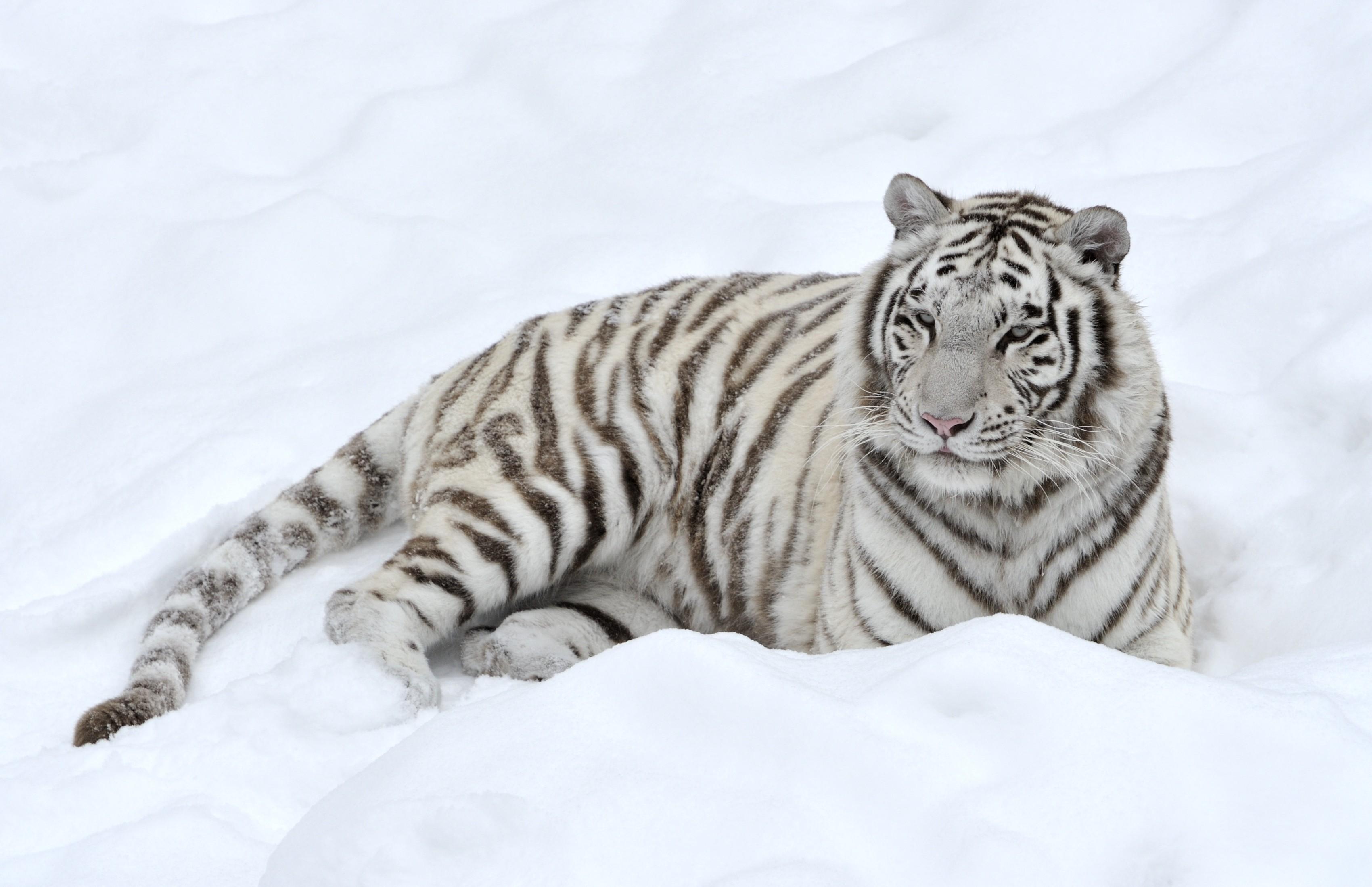 White Tiger in Snow Wallpapers - Top Free White Tiger in Snow ...