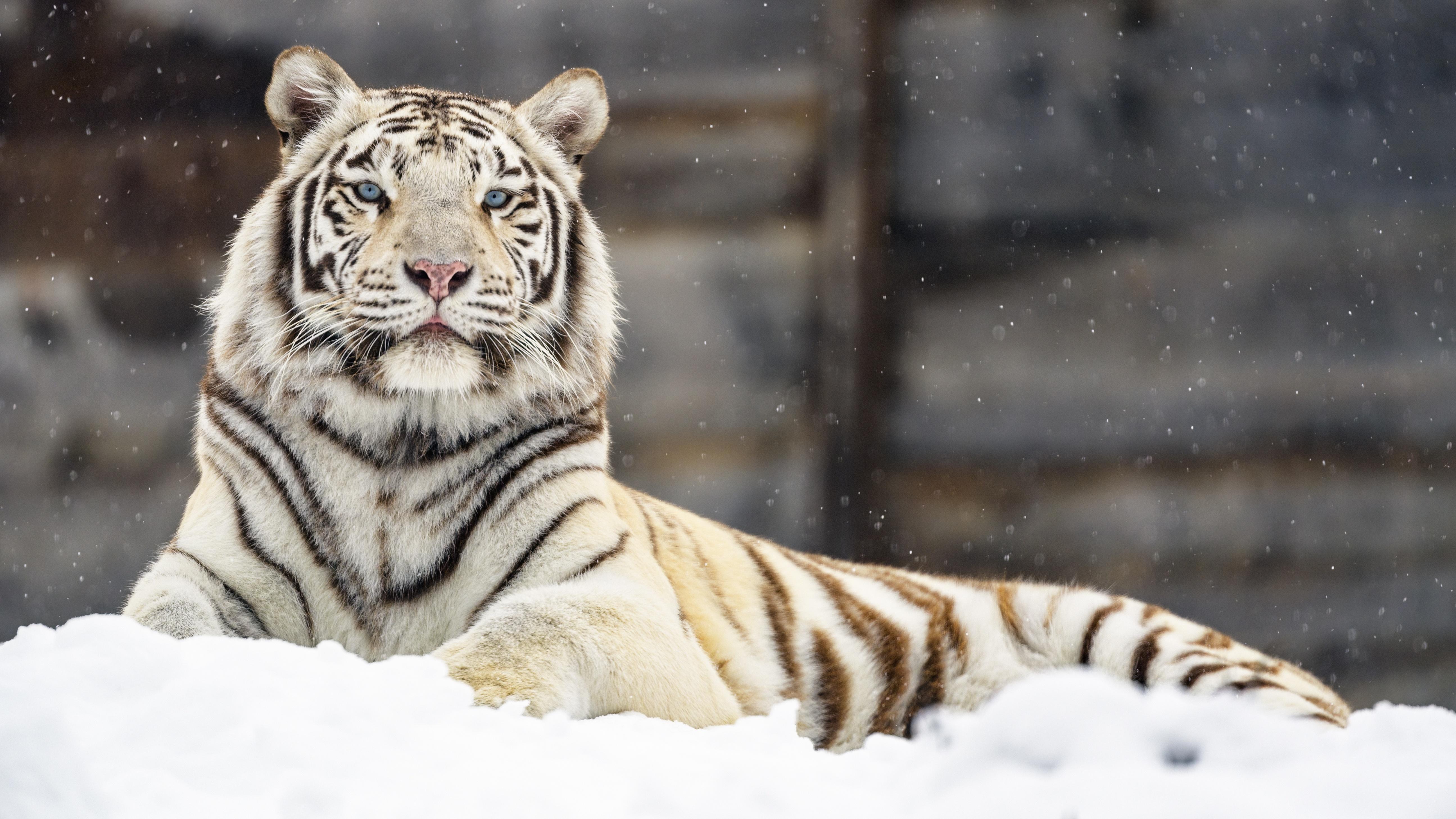 5181x2914 White Tiger 4k Ultra HD Wallpaper