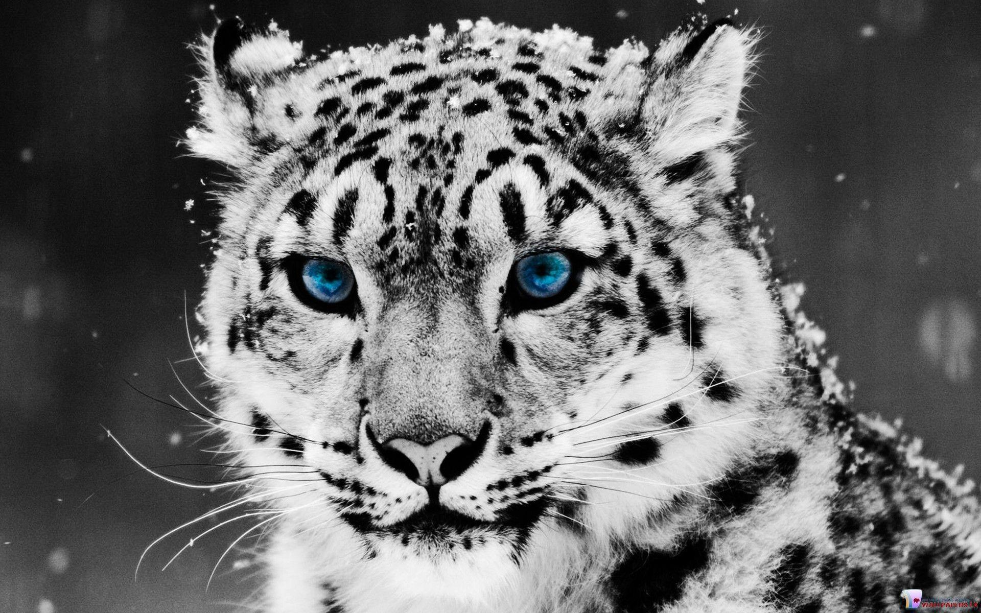 1920x1200 White Tiger Wallpaper HD