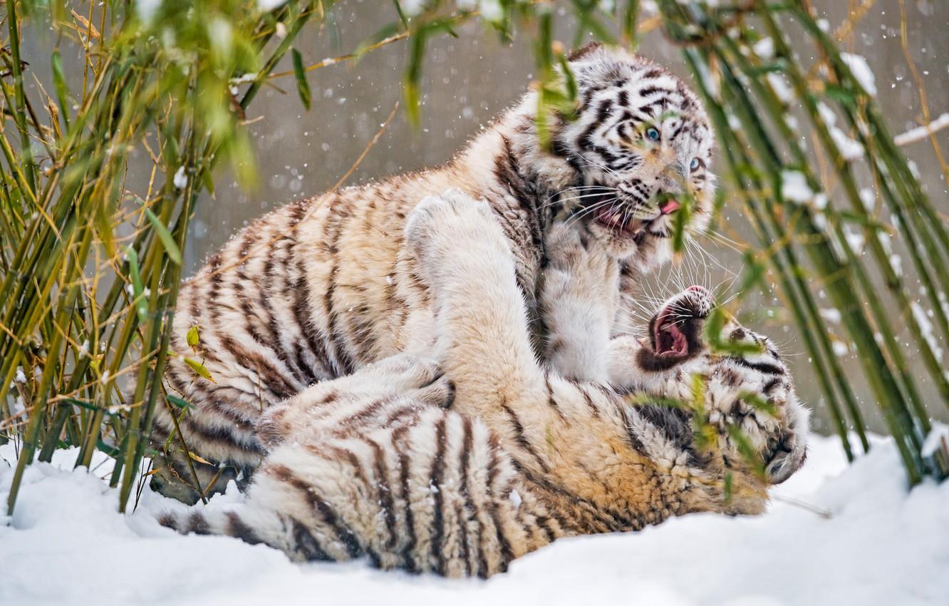 White Tiger in Snow Wallpapers - Top Free White Tiger in Snow