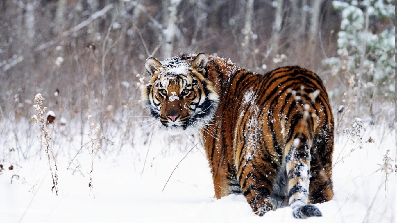 1366x768 1366x768 animals tiger snow Gallery HD Wallpaper