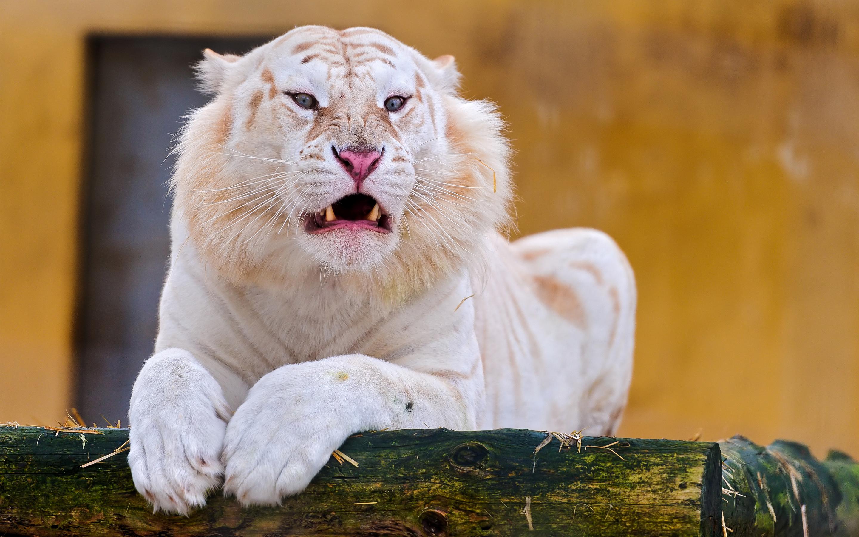2880x1800 Wallpaper 4k Snow White Tiger Wallpaper