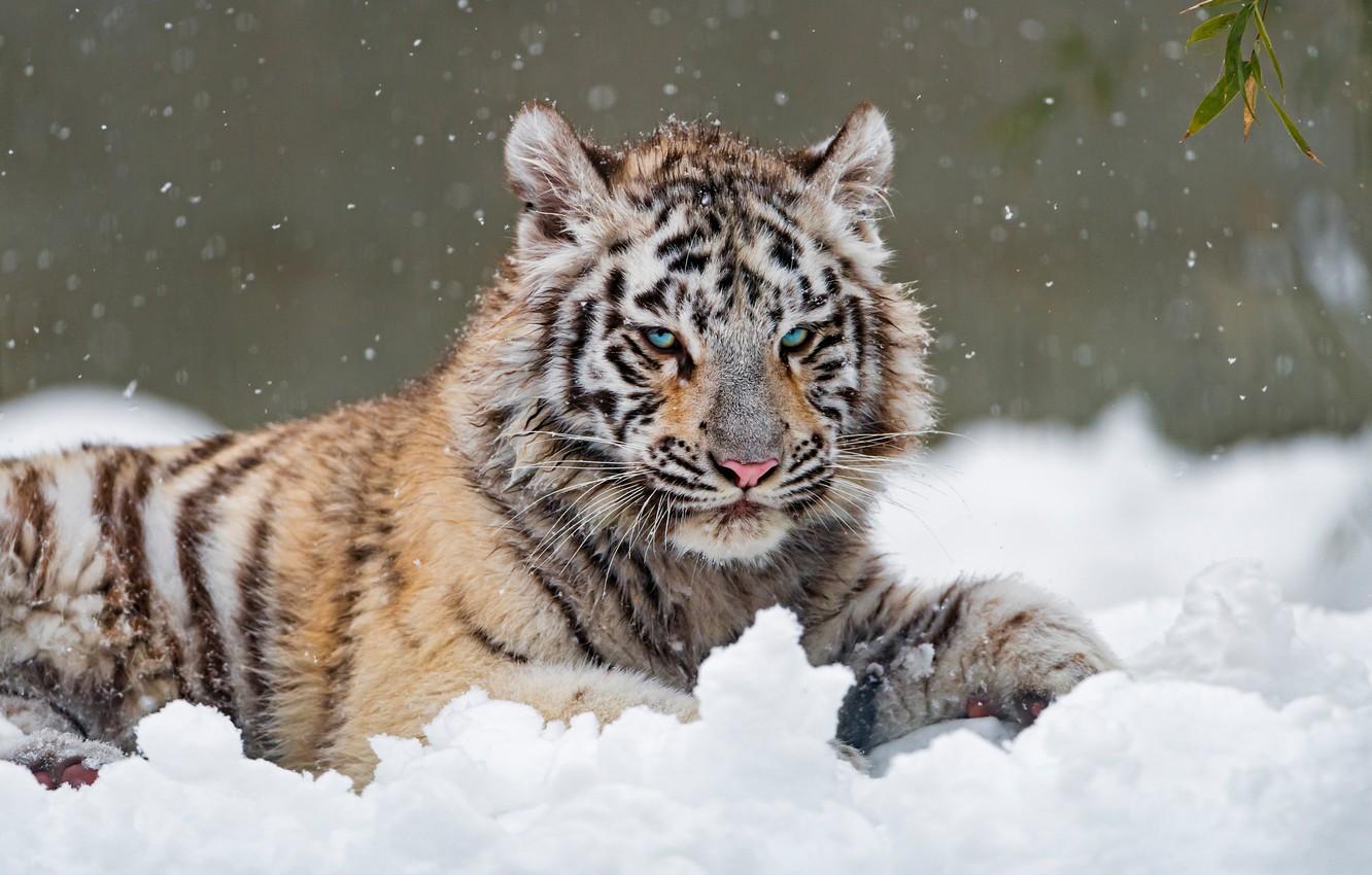 1332x850 Wallpaper winter, white, look, snow, nature, tiger, pose, lies, leaves, blue eyes, the snow, snowfall, tiger, handsome, tiger image for desktop, section кошки