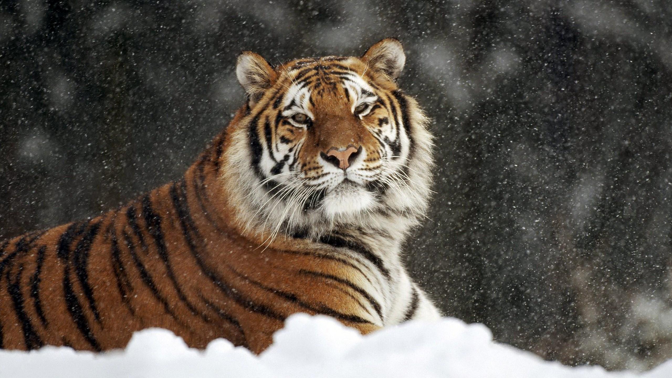 White Tiger in Snow Wallpapers - Top Free White Tiger in Snow ...