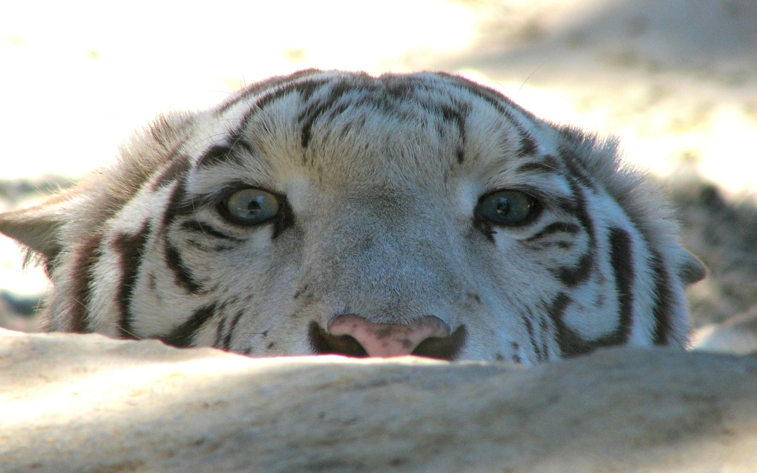 2560x1600 tiger, Animals, Snow, White Tigers Wallpaper HD / Desktop and Mobile Background