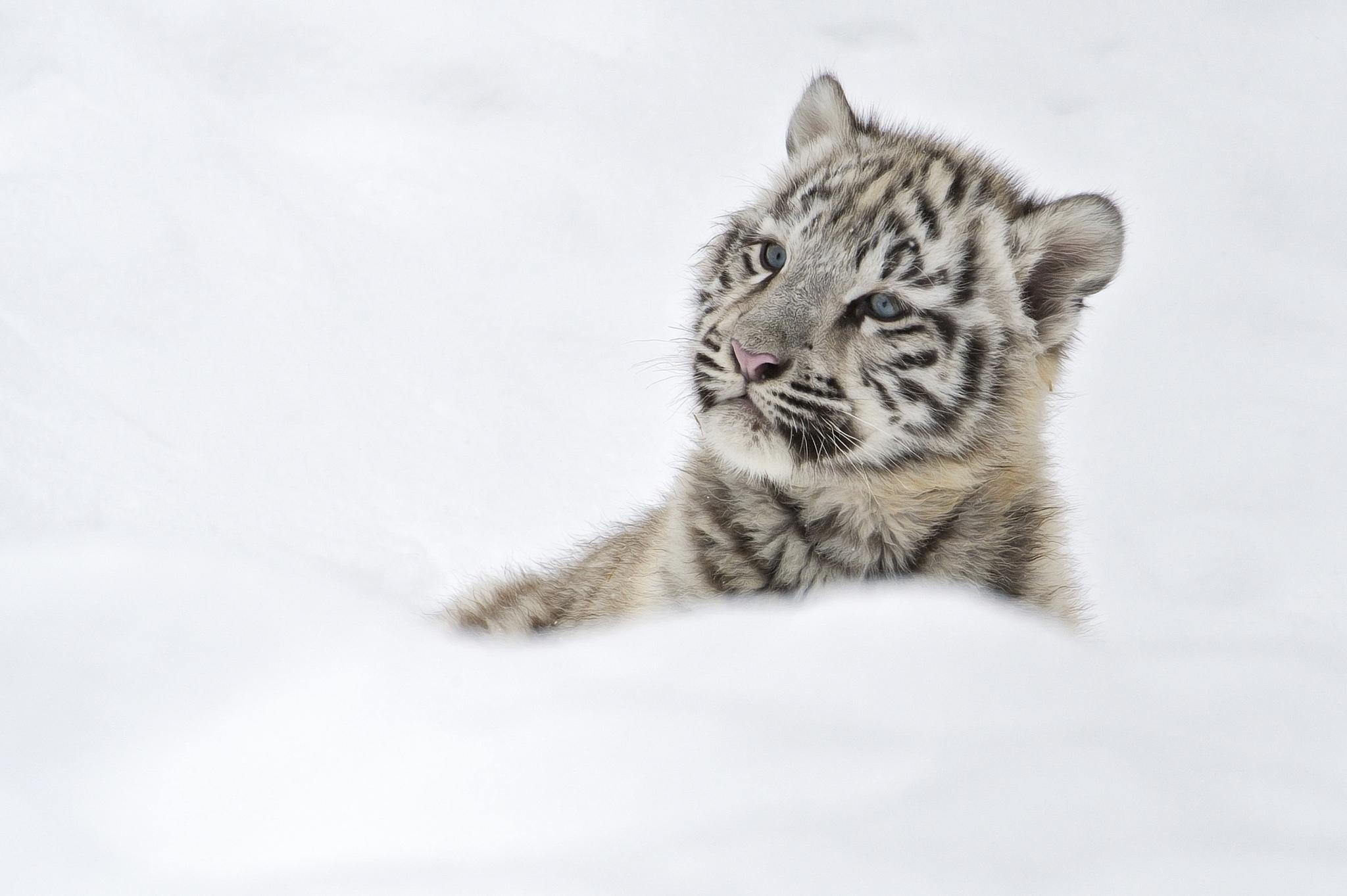 2048x1363 Tigers Baby in Snow Wallpaper HD / Desktop and Mobile Background