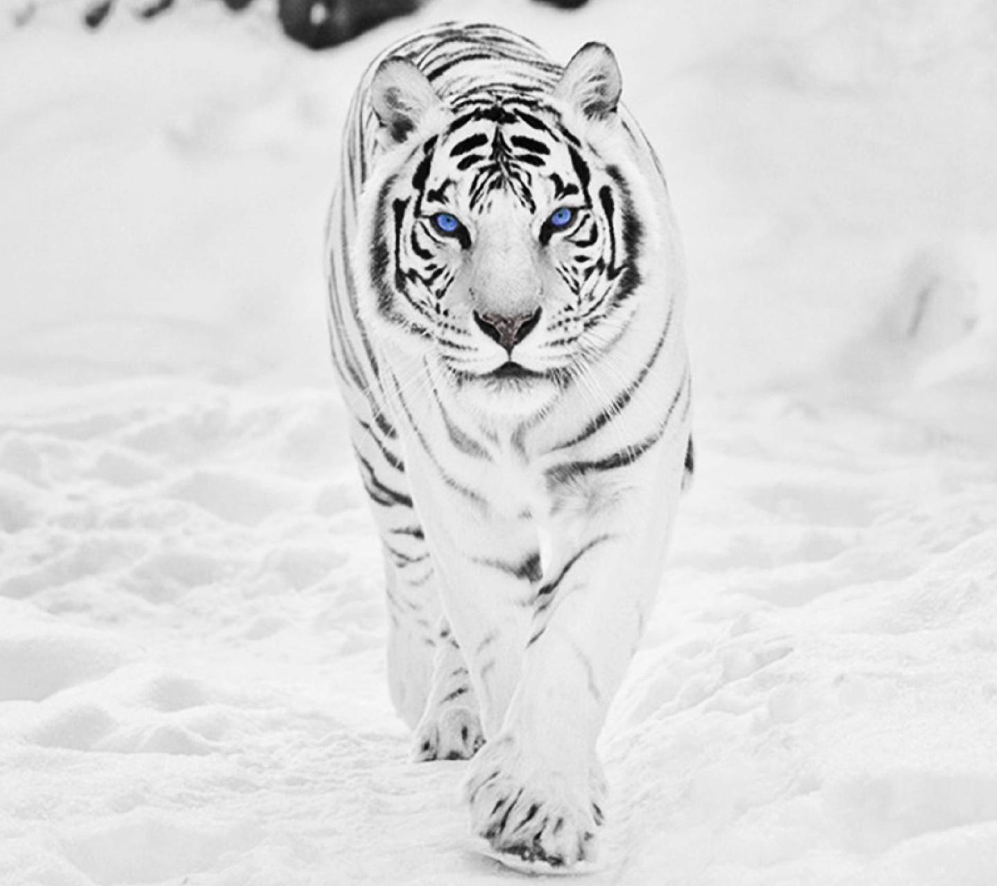 1440x1280 White Tiger on Snow Walking Snow Tiger. SidRehmani. Sid Rehmani. Land Of HD Wallpaper
