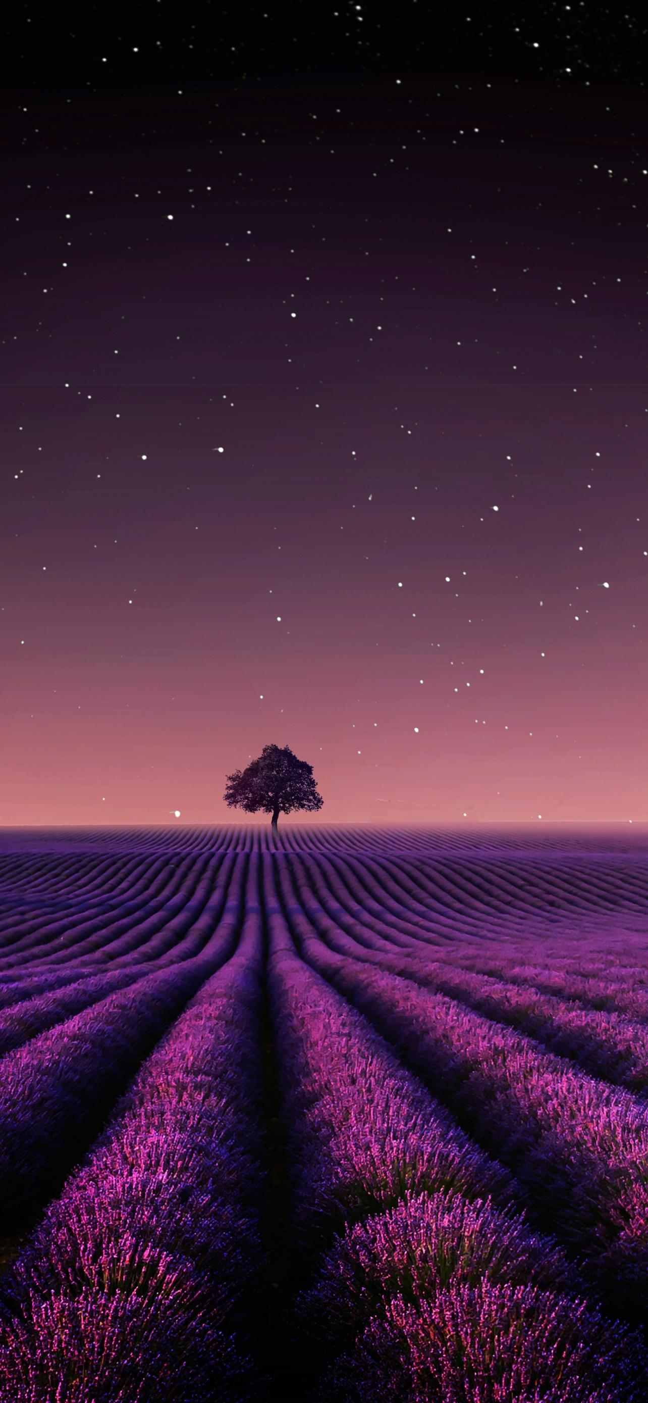 1284x2778 Lavender fields Wallpaper 4K, Solitude Tree, Crescent Moon