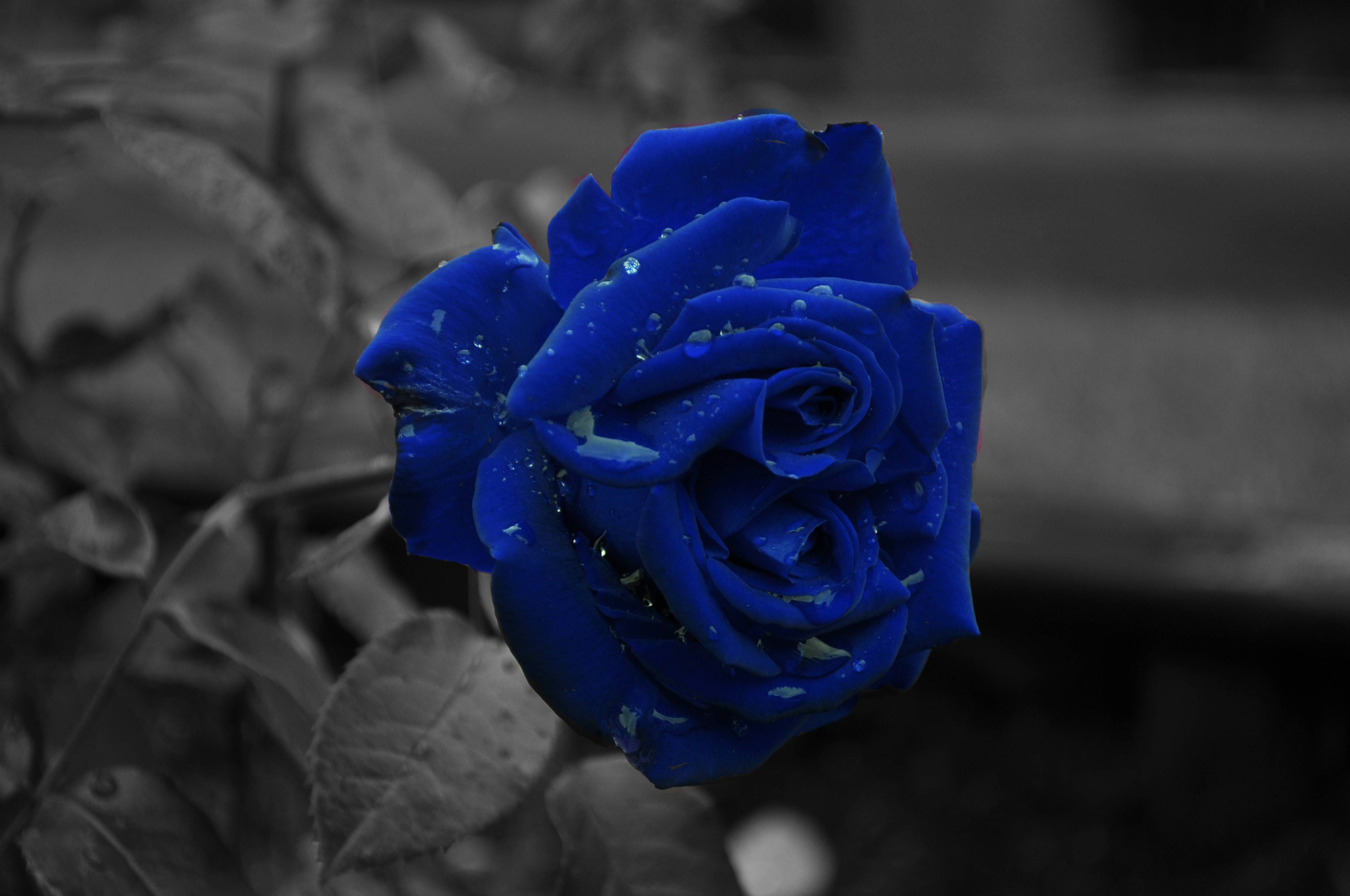 4288x2848 Blue Roses Wallpaper
