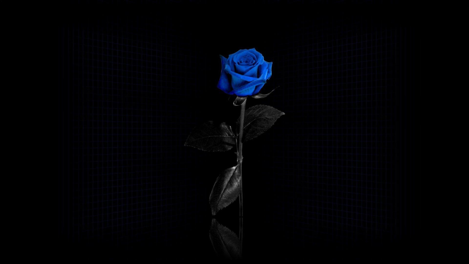 1920x1080 Beautiful Blue Rose Desktop Wallpaper