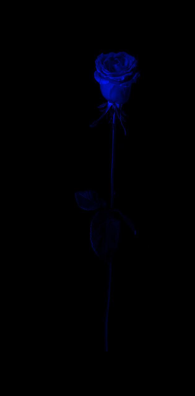 630x1280 Blue Rose wallpaper