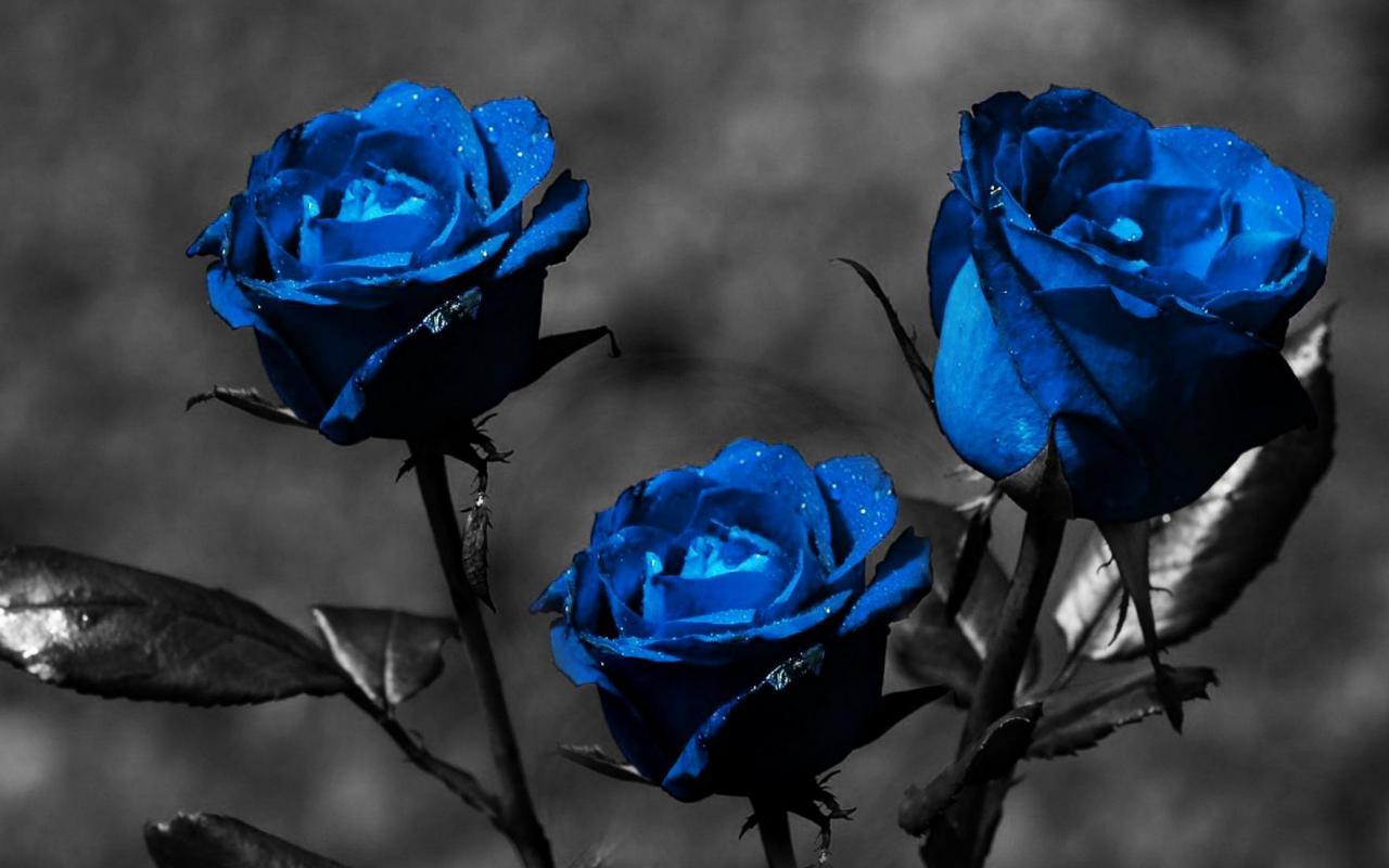 1280x800 Blue Roses Wallpaper