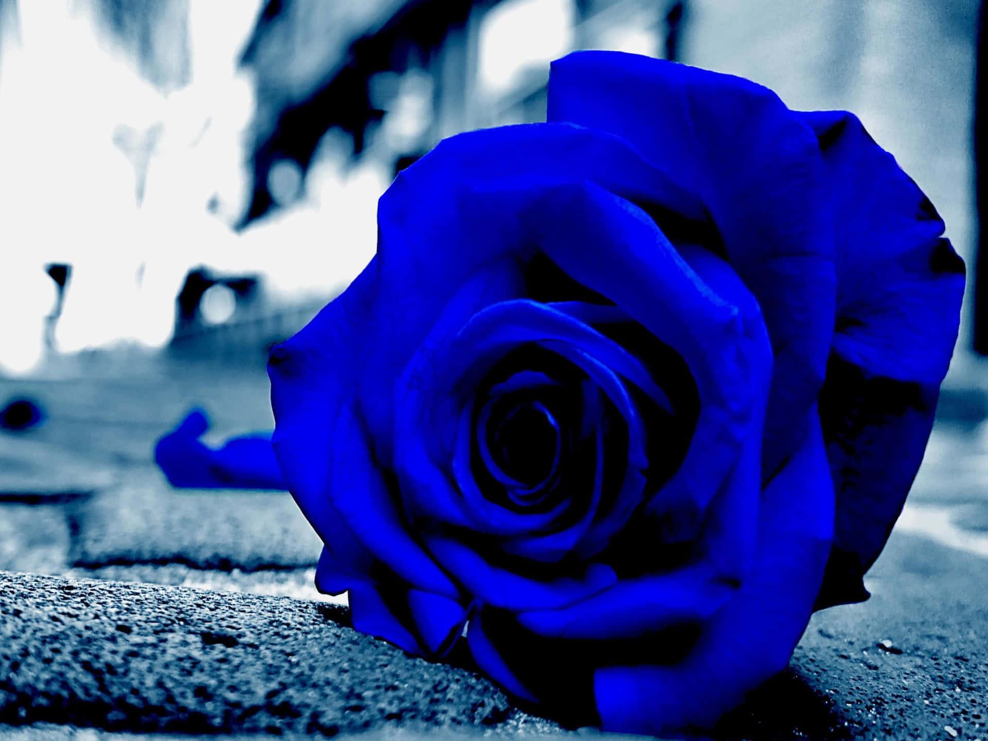Dark Blue Rose Wallpapers - Top Free Dark Blue Rose Backgrounds