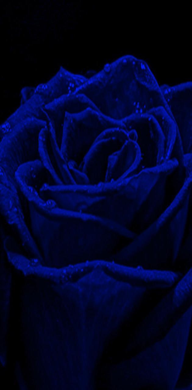 Dark Blue Rose Wallpapers Top Free Dark Blue Rose Backgrounds