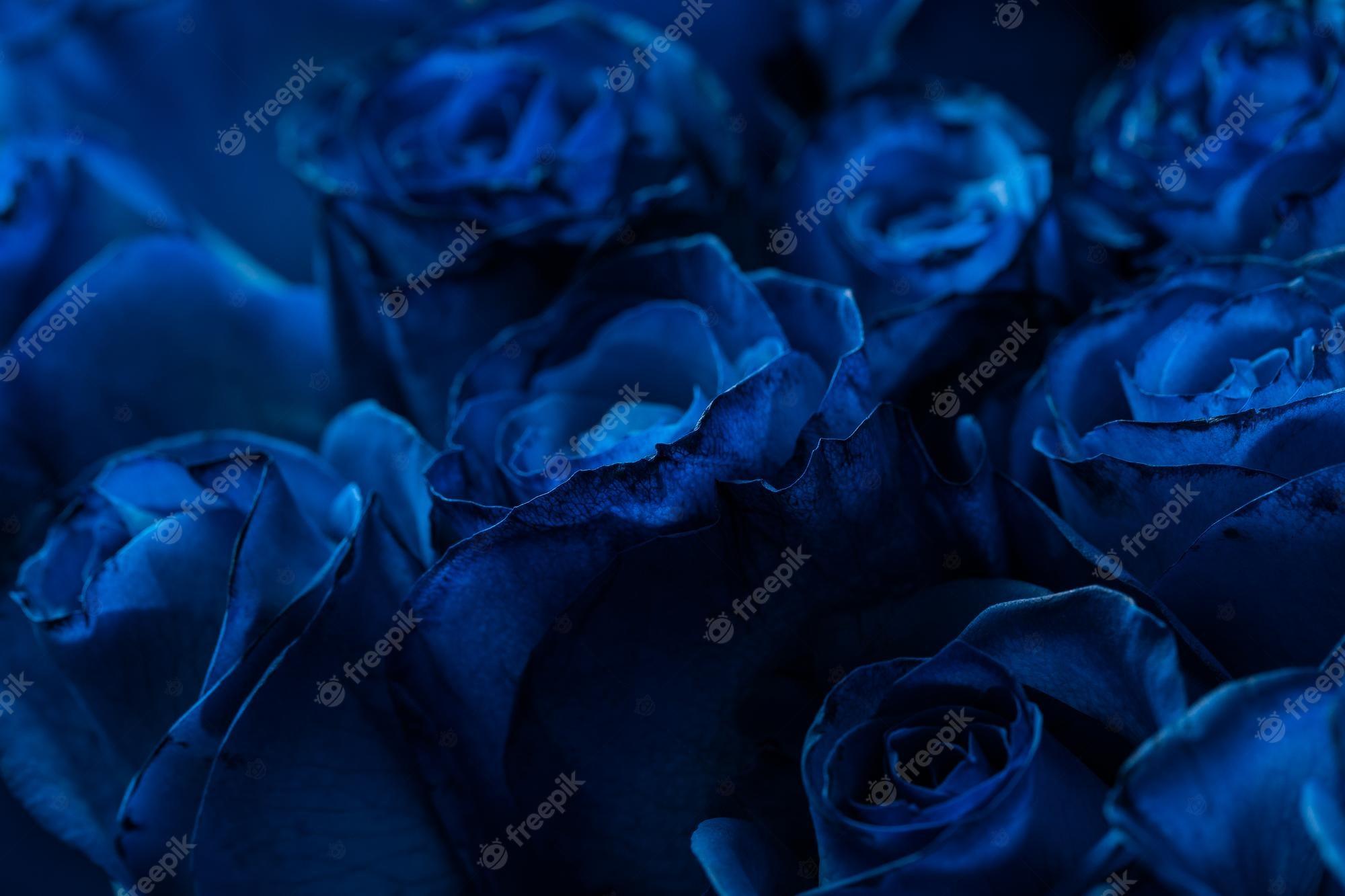 Dark Blue Rose Wallpapers - Top Free Dark Blue Rose Backgrounds