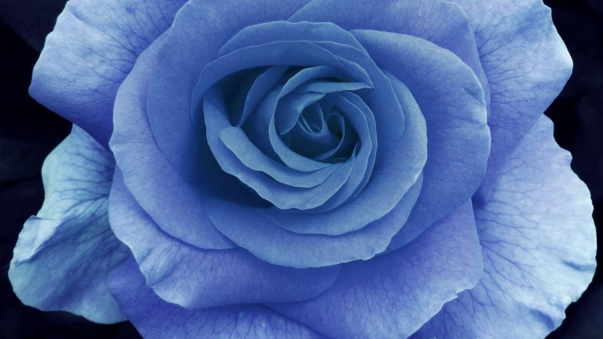 Dark Blue Rose Wallpapers Top Free Dark Blue Rose Backgrounds
