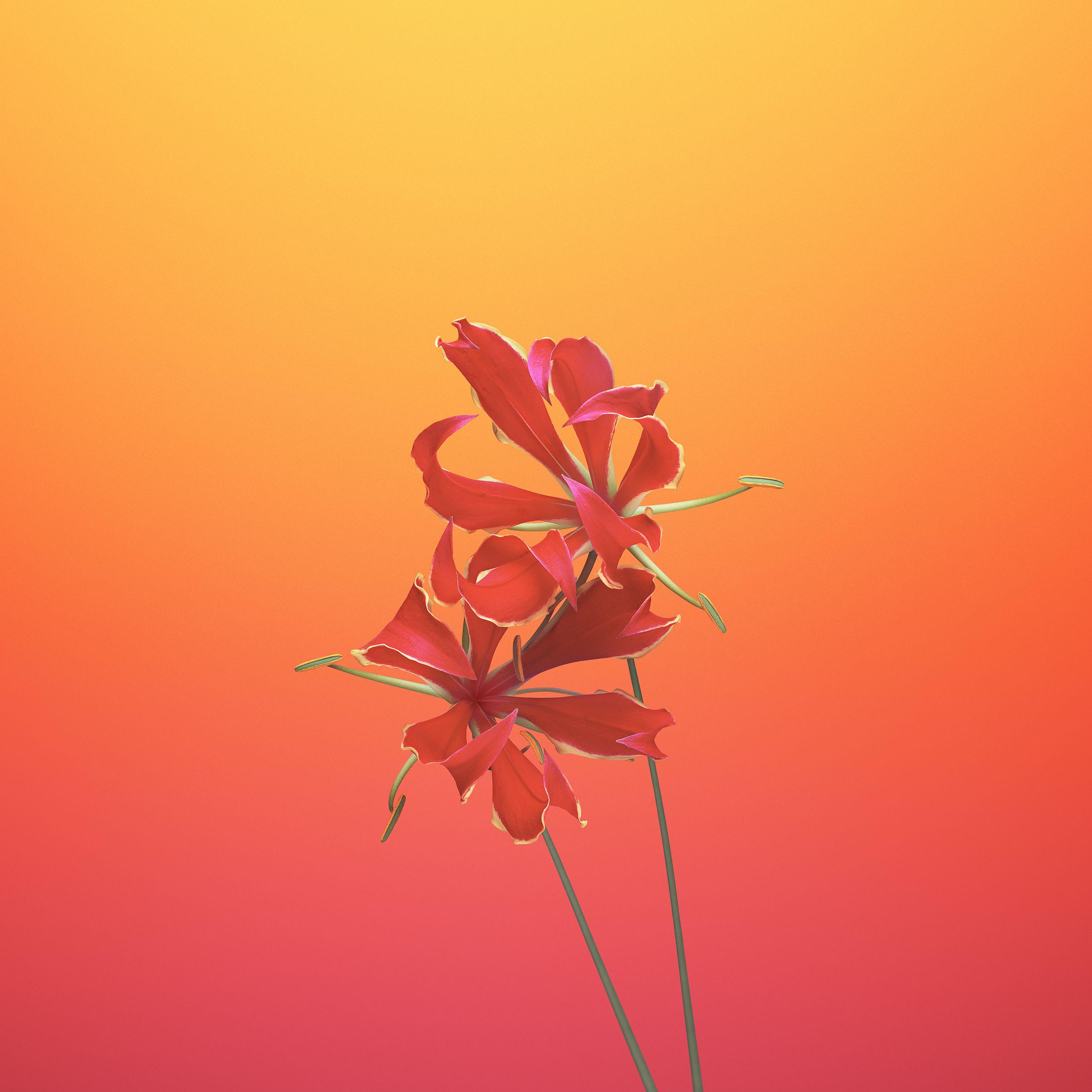 My Image 15