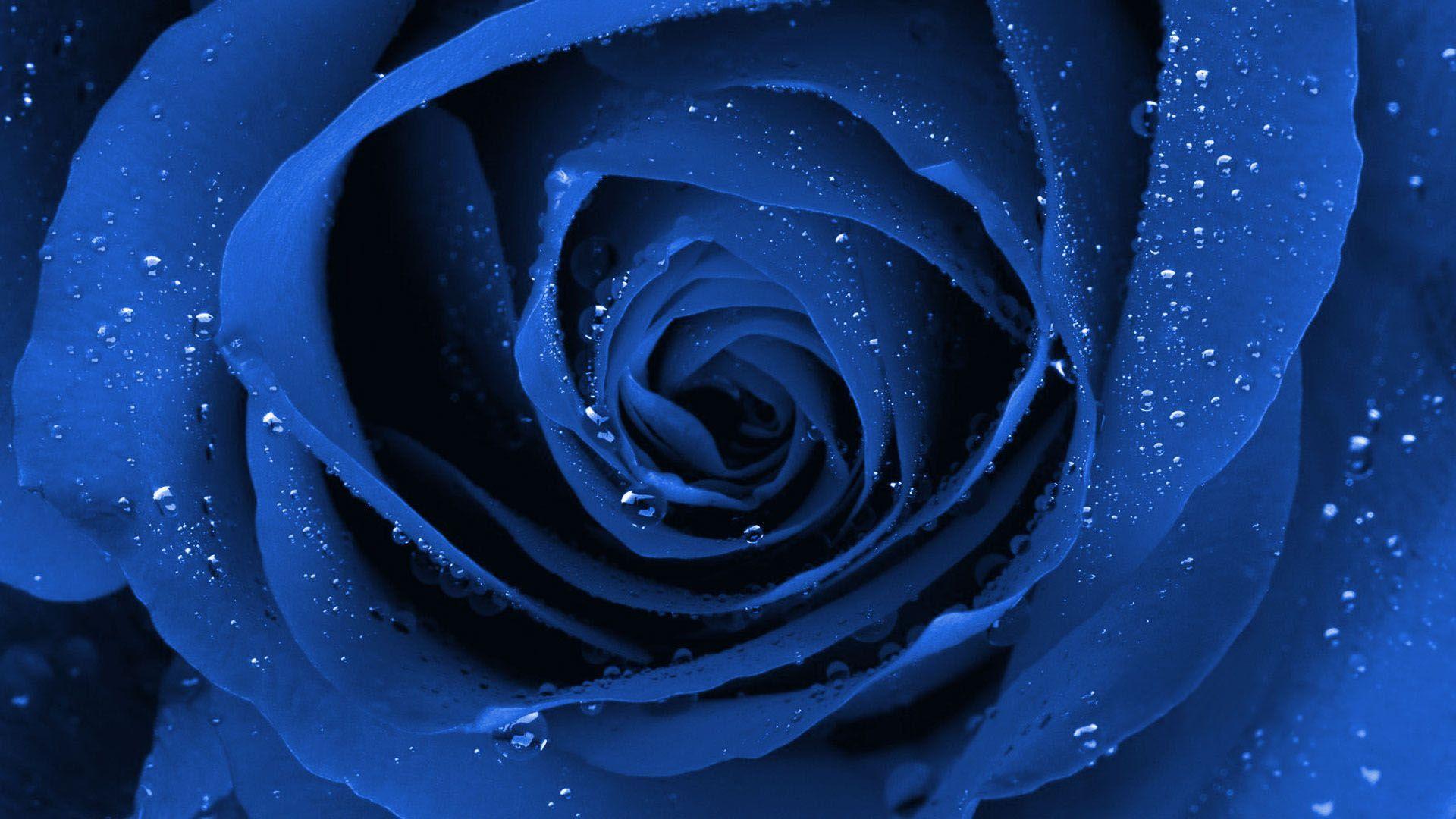 1920x1080 Blue Roses Wallpaper