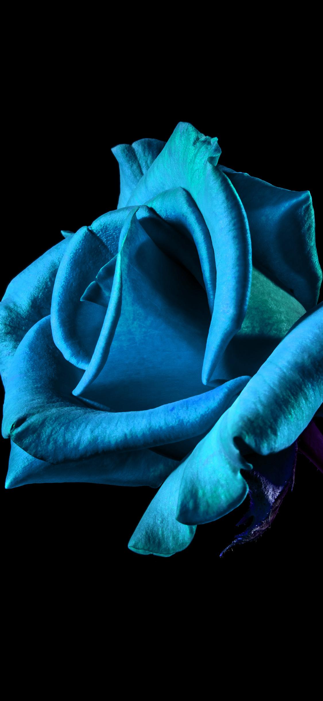 Dark Blue Rose Wallpapers - Top Free Dark Blue Rose Backgrounds