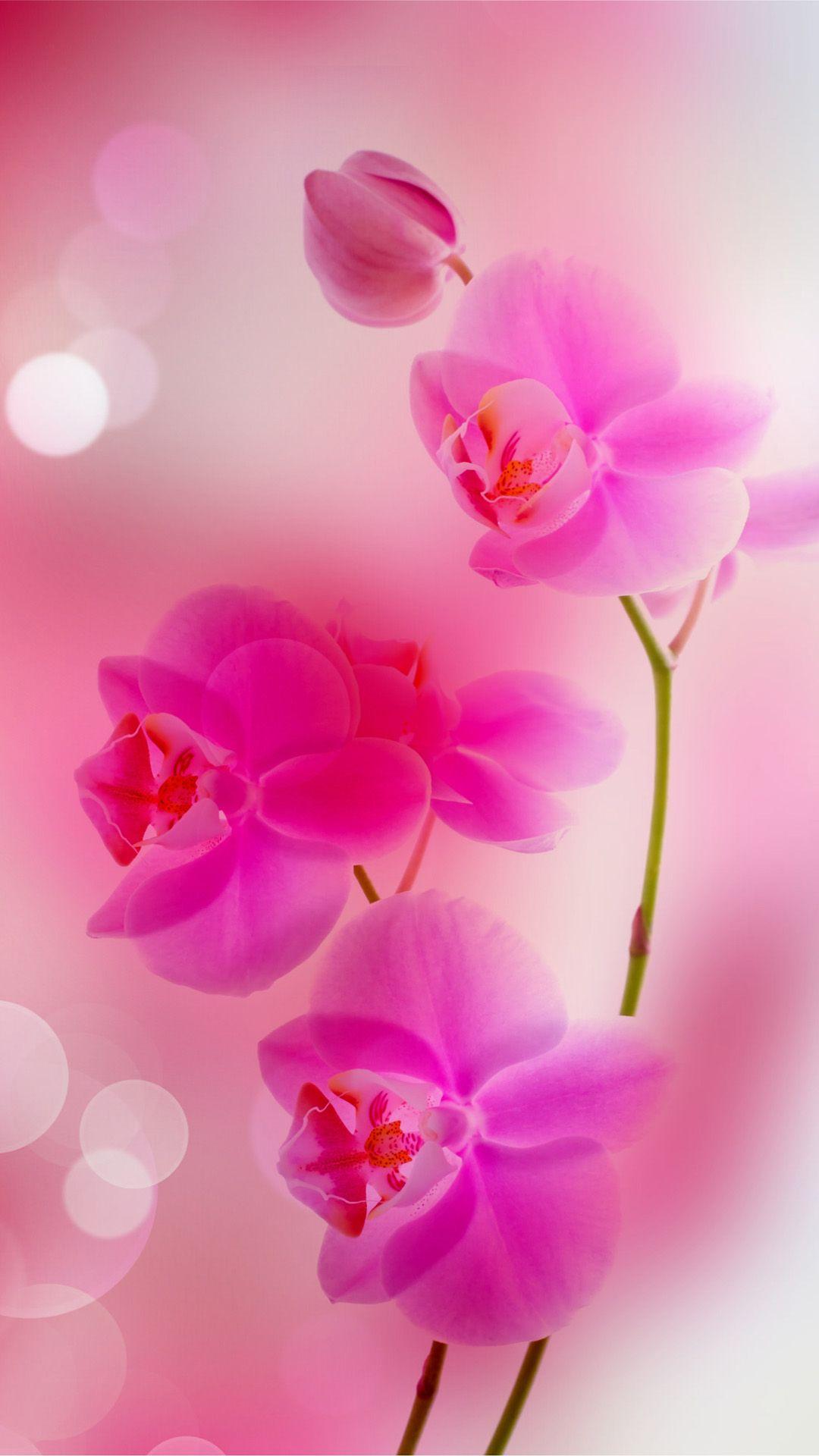 1080x1920 Pink wallpaper iphone
