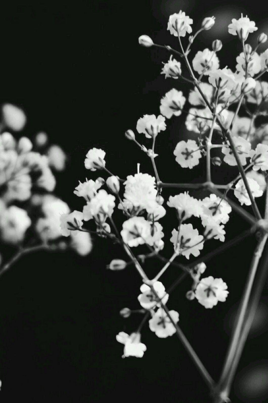 Black and White Aesthetic Flower Wallpapers - Top Free Black and White  Aesthetic Flower Backgrounds - WallpaperAccess