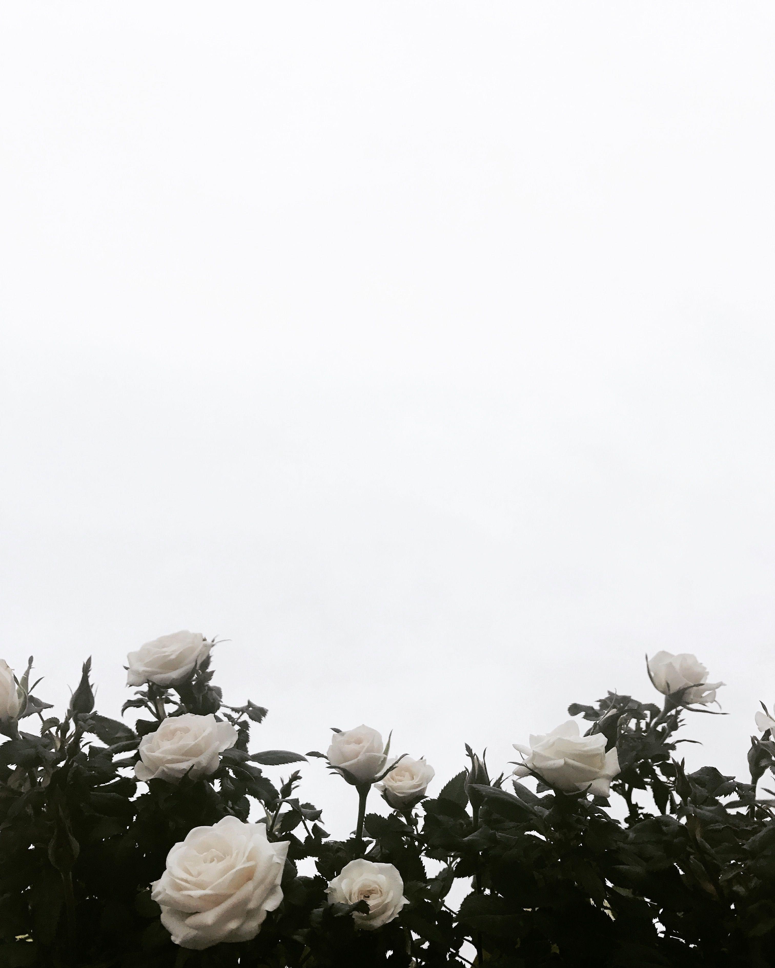 3024x3779 Pinterest:.  Hoa hồng trắng nền