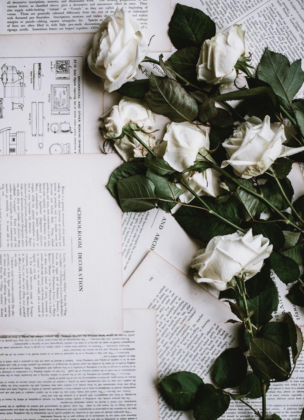 1000x1380 Rose Picture [HD]. Download Free Image